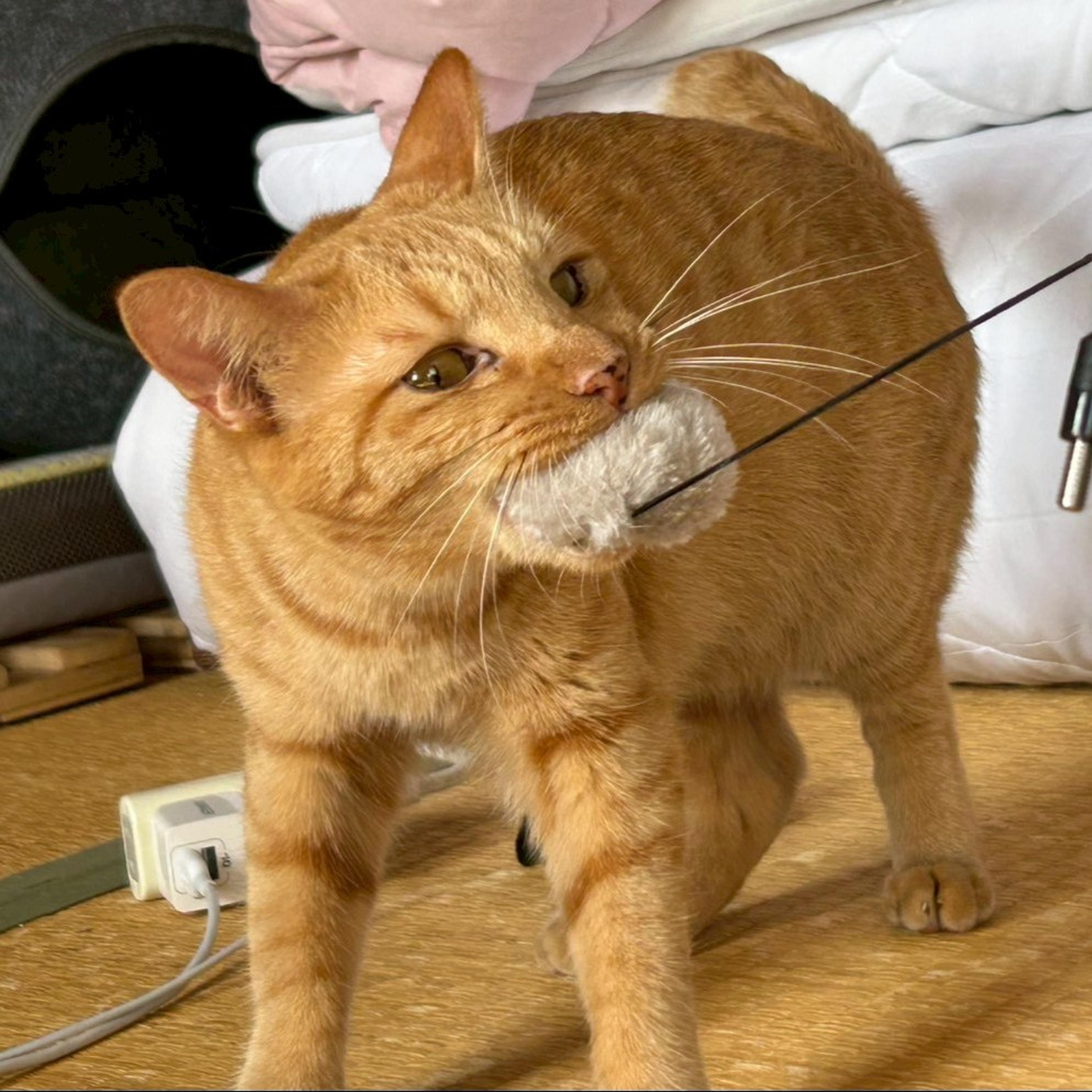 pet-image-7