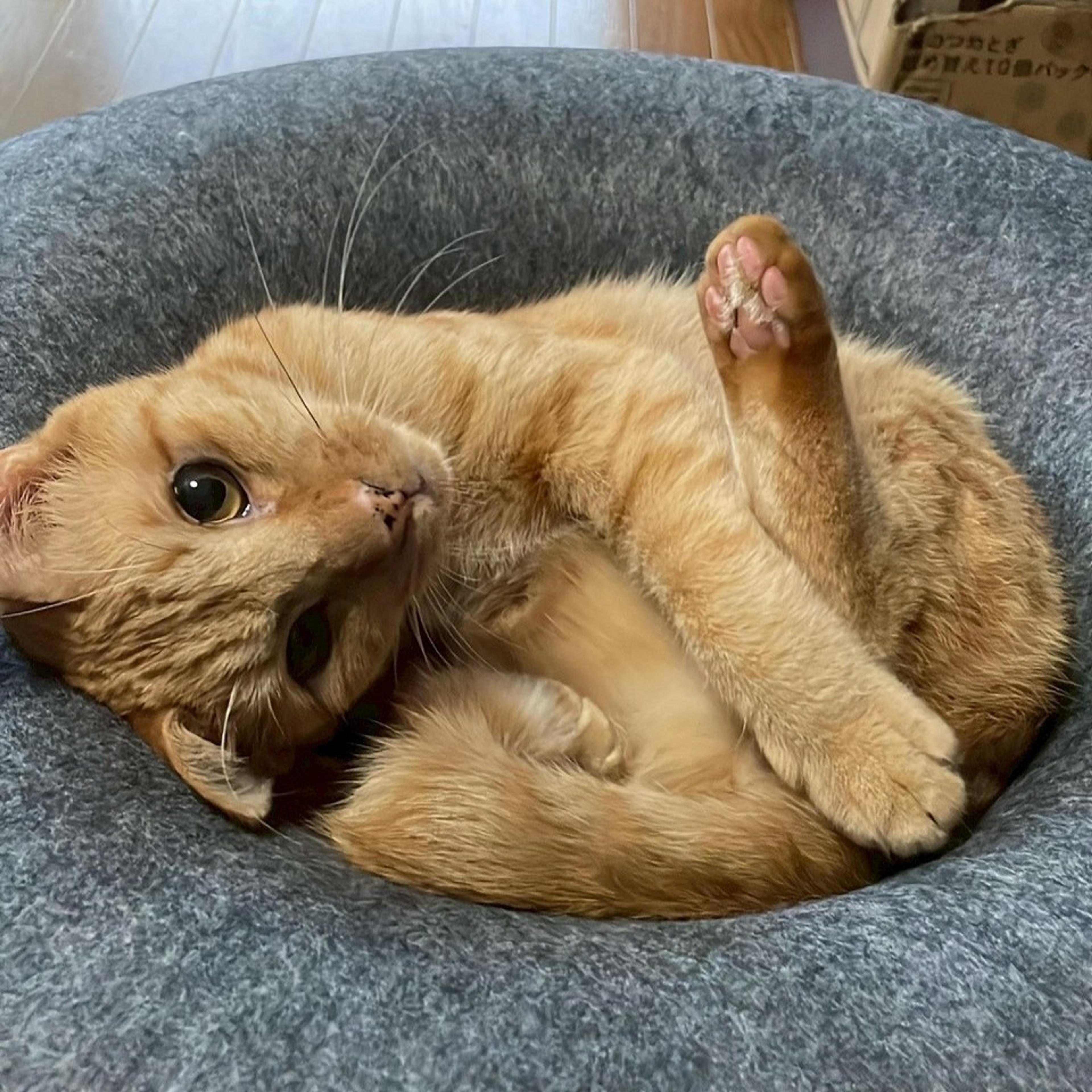 pet-image-8