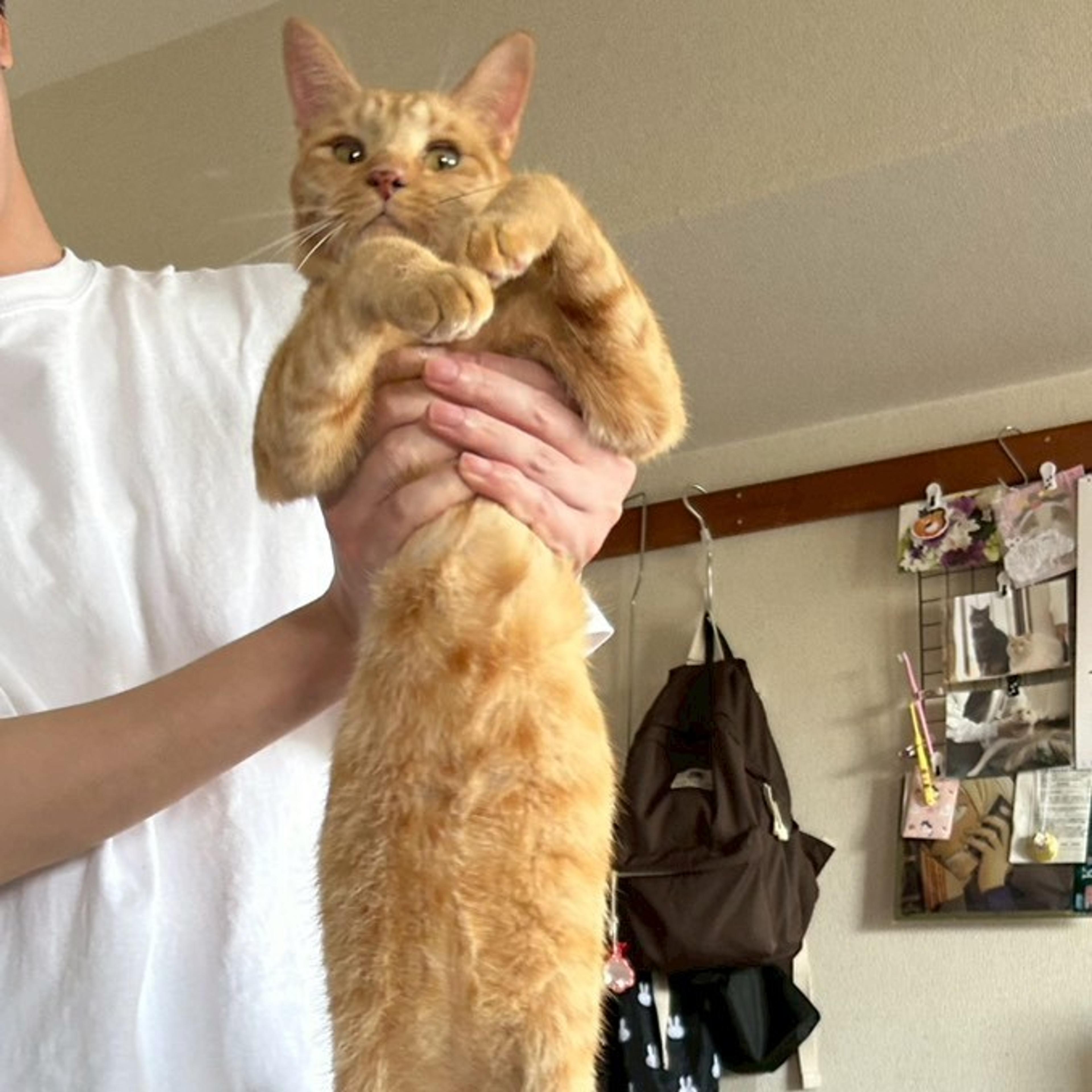 pet-image-9