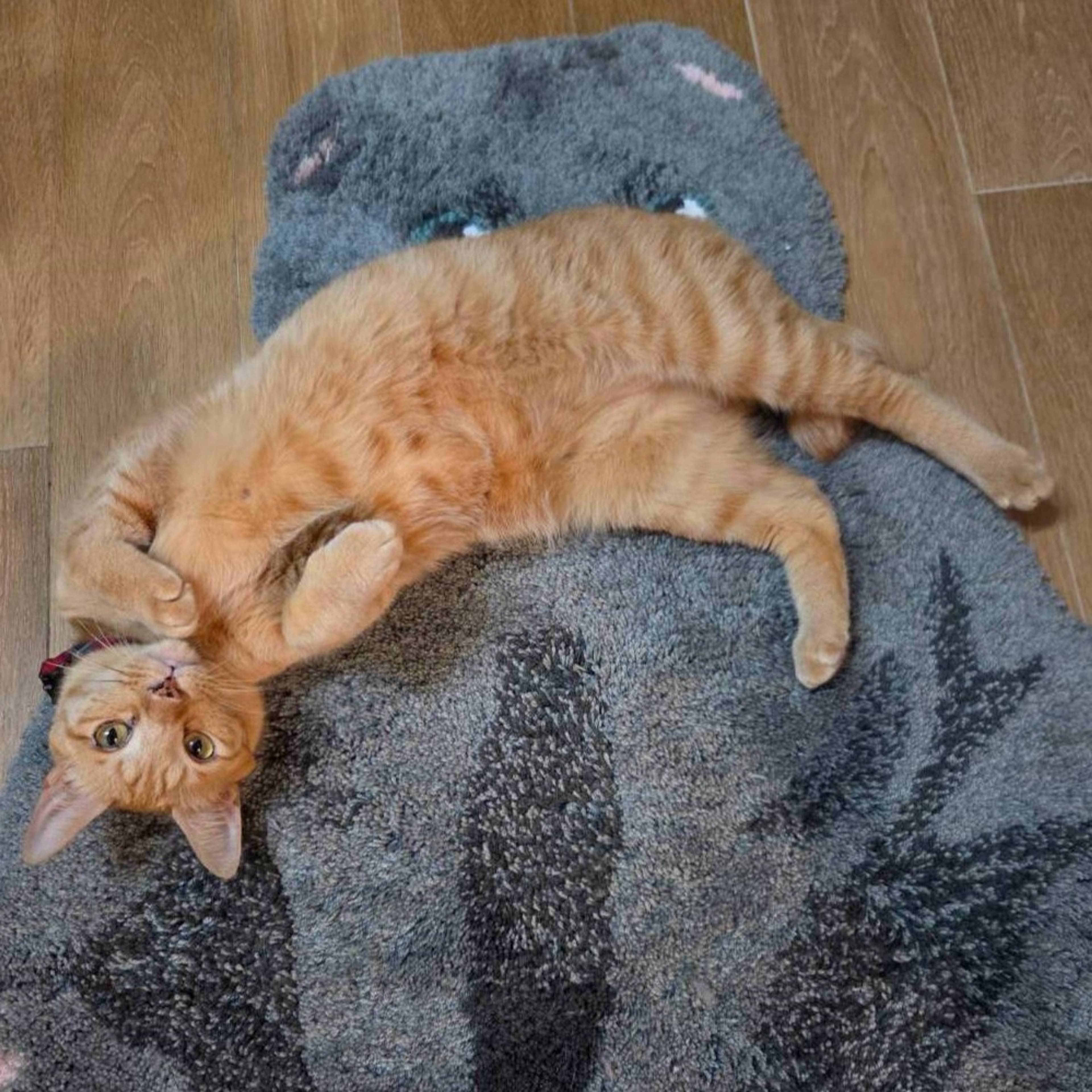 雑種（ミックス猫）・オスの里親募集の写真