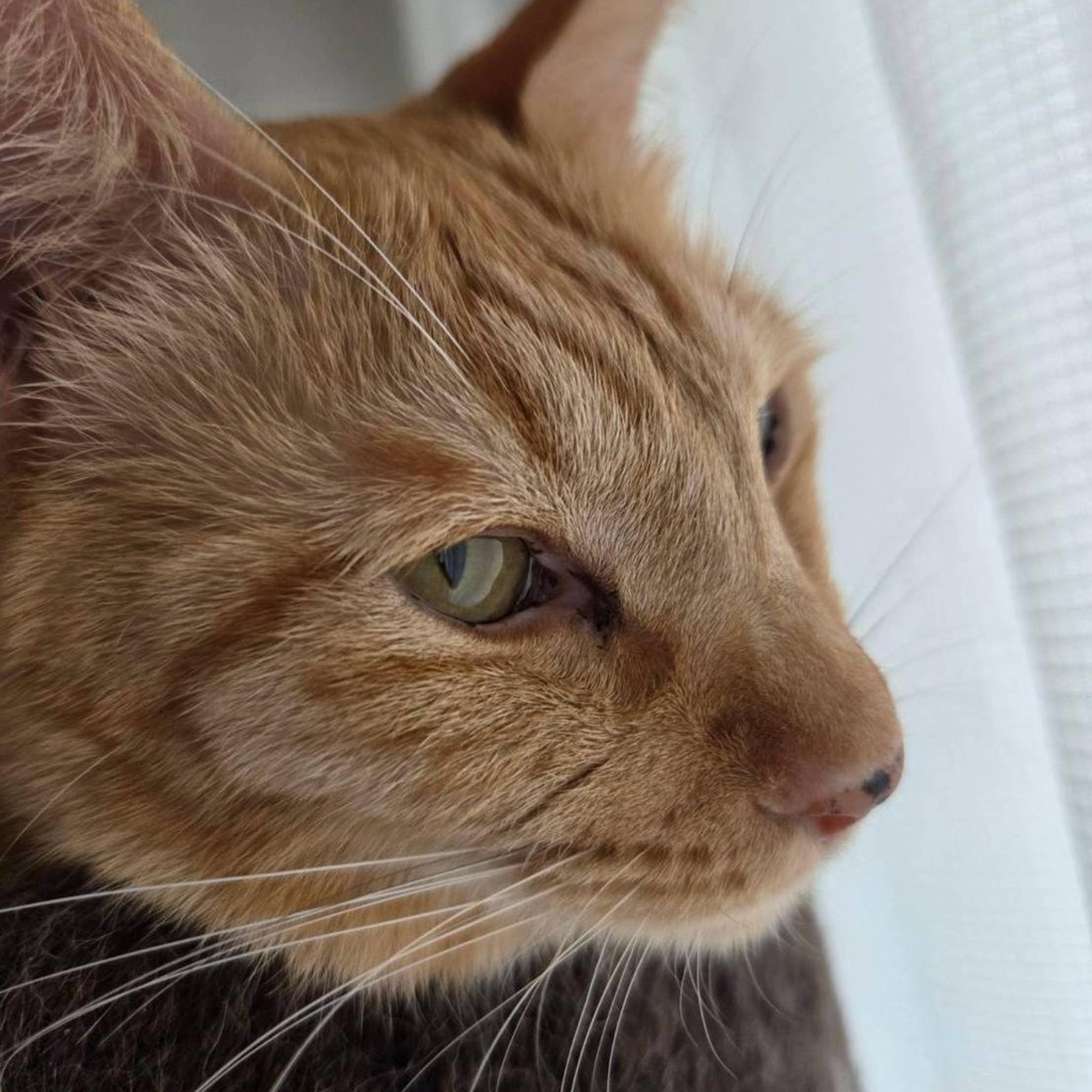 pet-image-4
