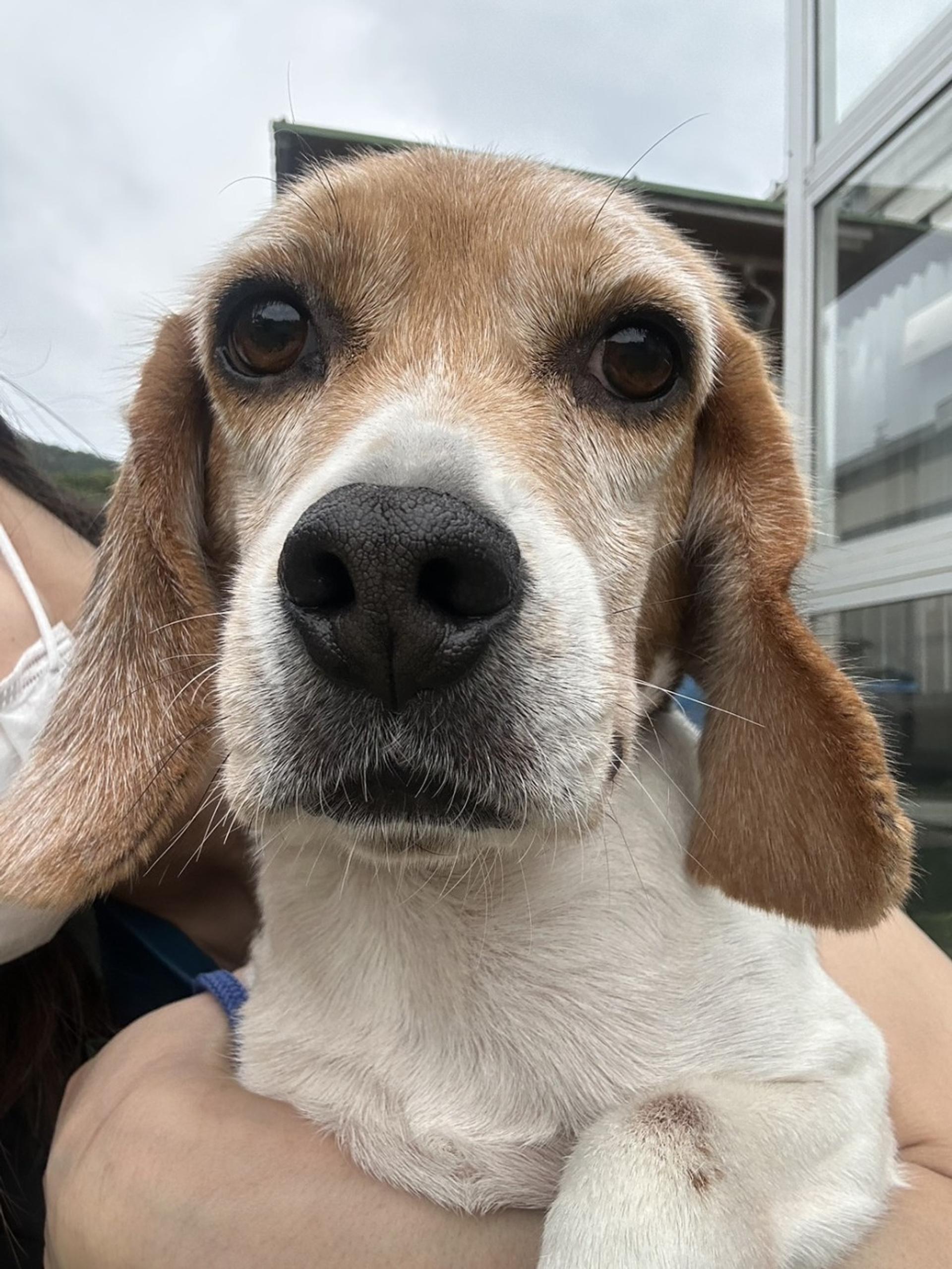 pet-image-2