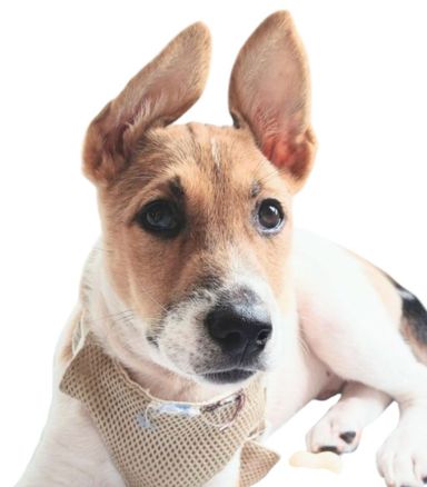 雑種（ミックス犬）・オスの里親募集の写真