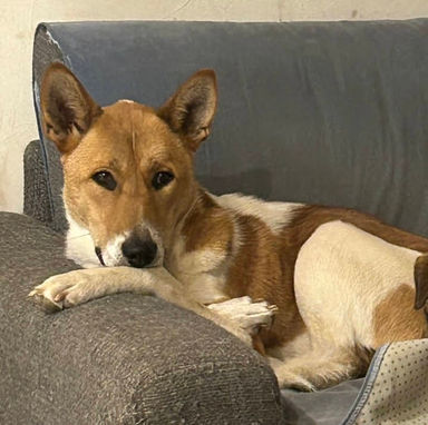 雑種（ミックス犬）・オスの里親募集の写真