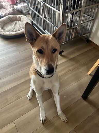 雑種（ミックス犬）・オスの里親募集の写真