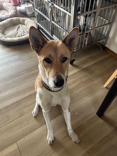 雑種（ミックス犬）・オスの里親募集の写真