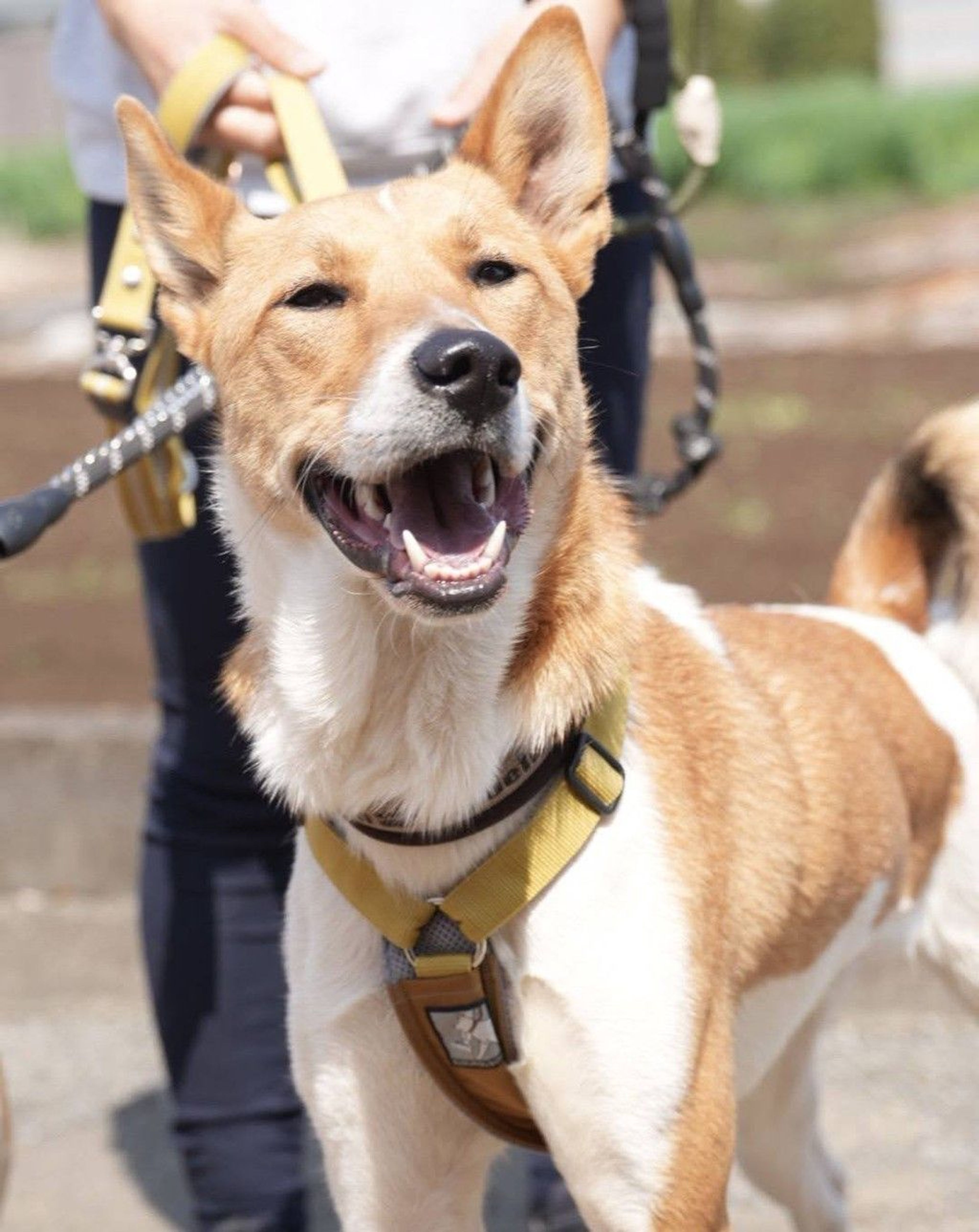 雑種（ミックス犬）・オスの里親募集の写真