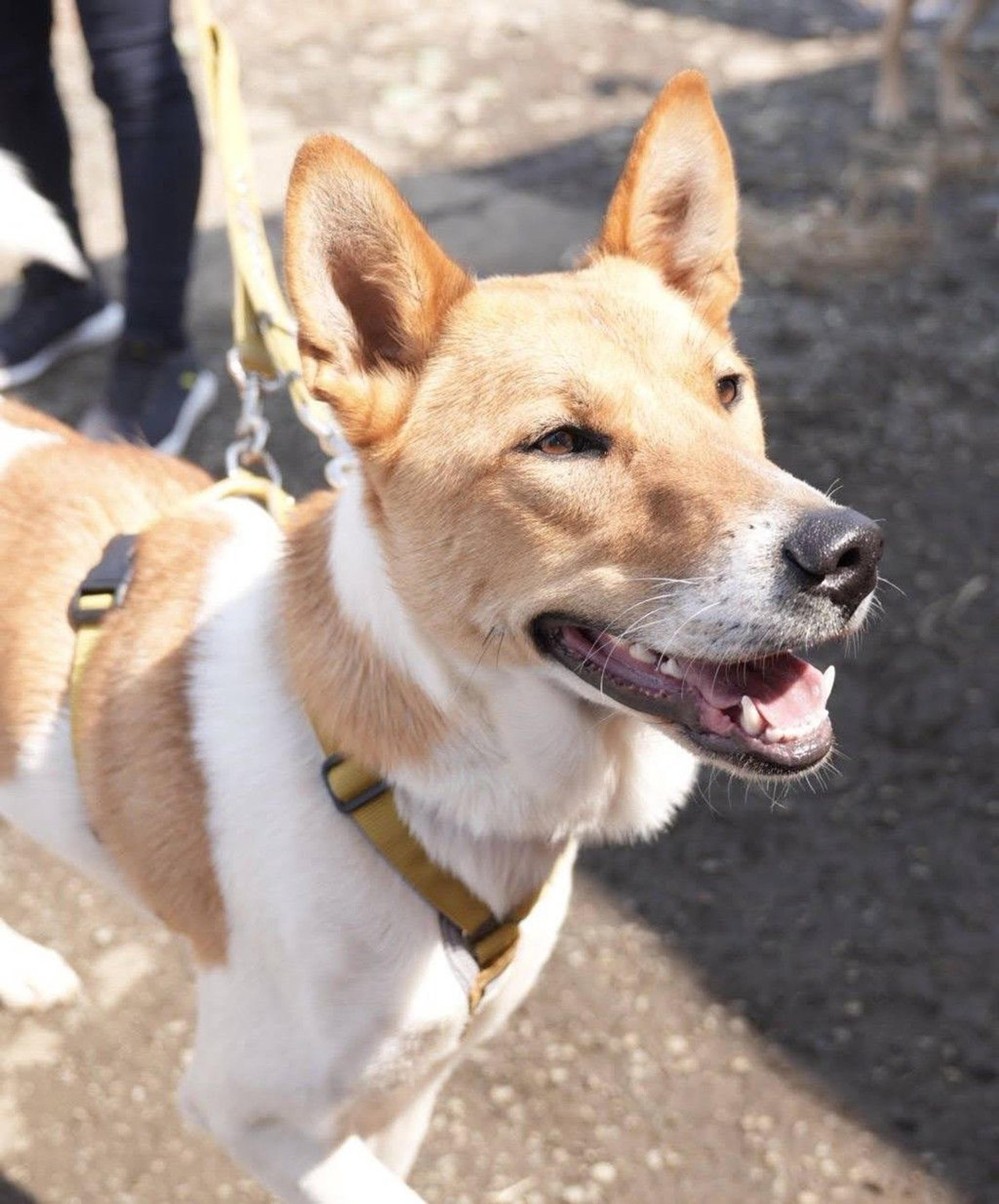 pet-image-2