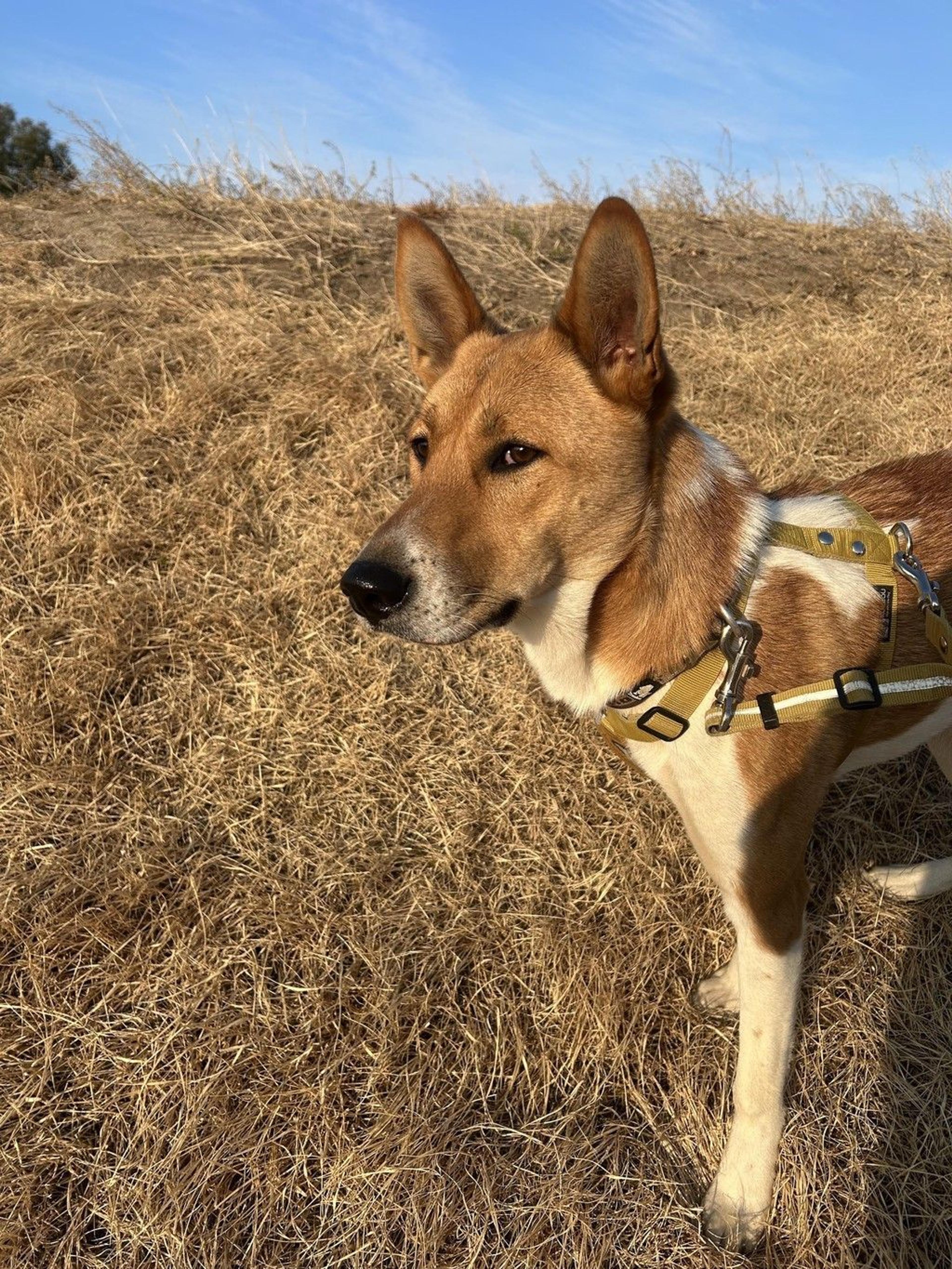 pet-image-5