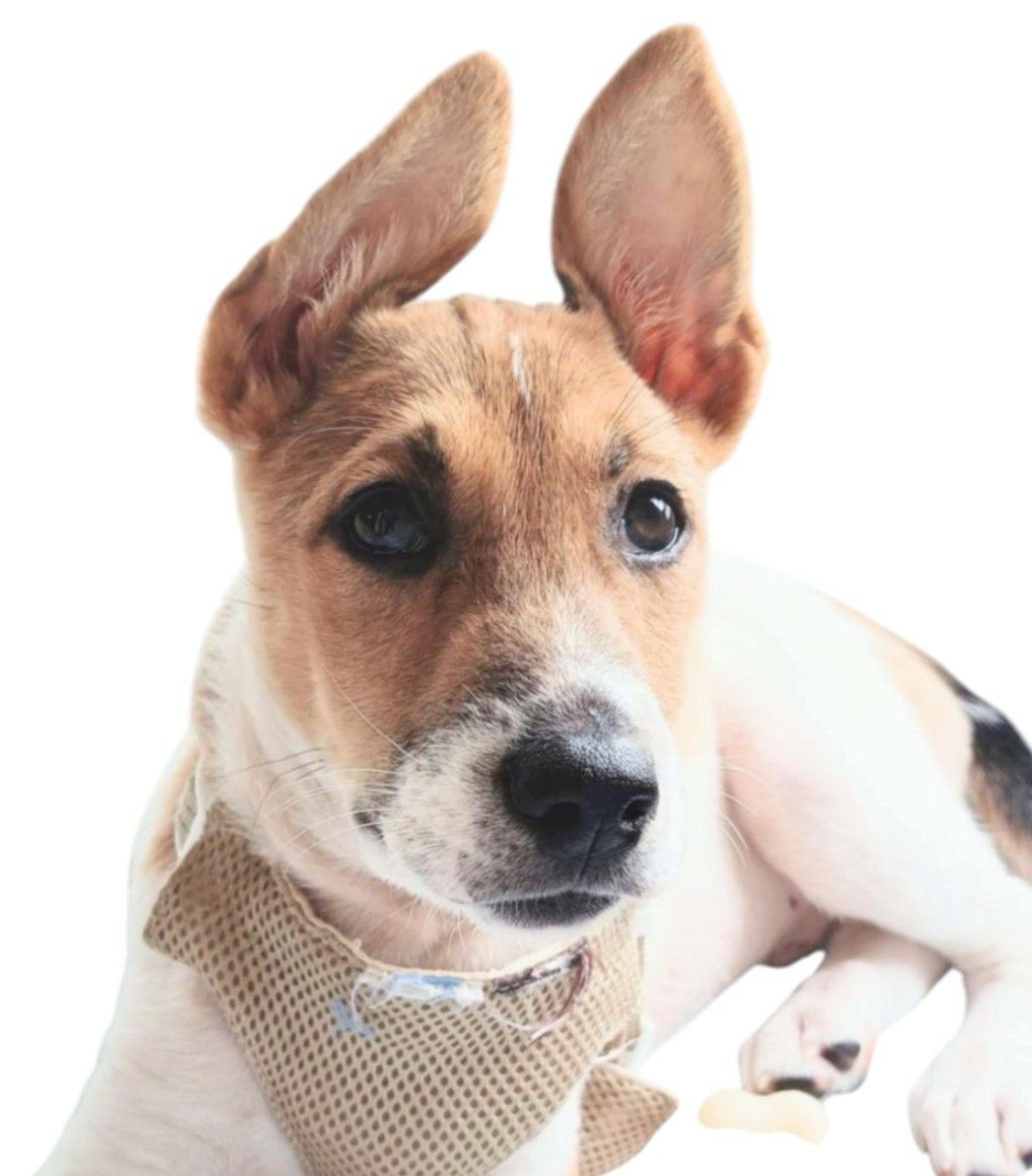 pet-image-7