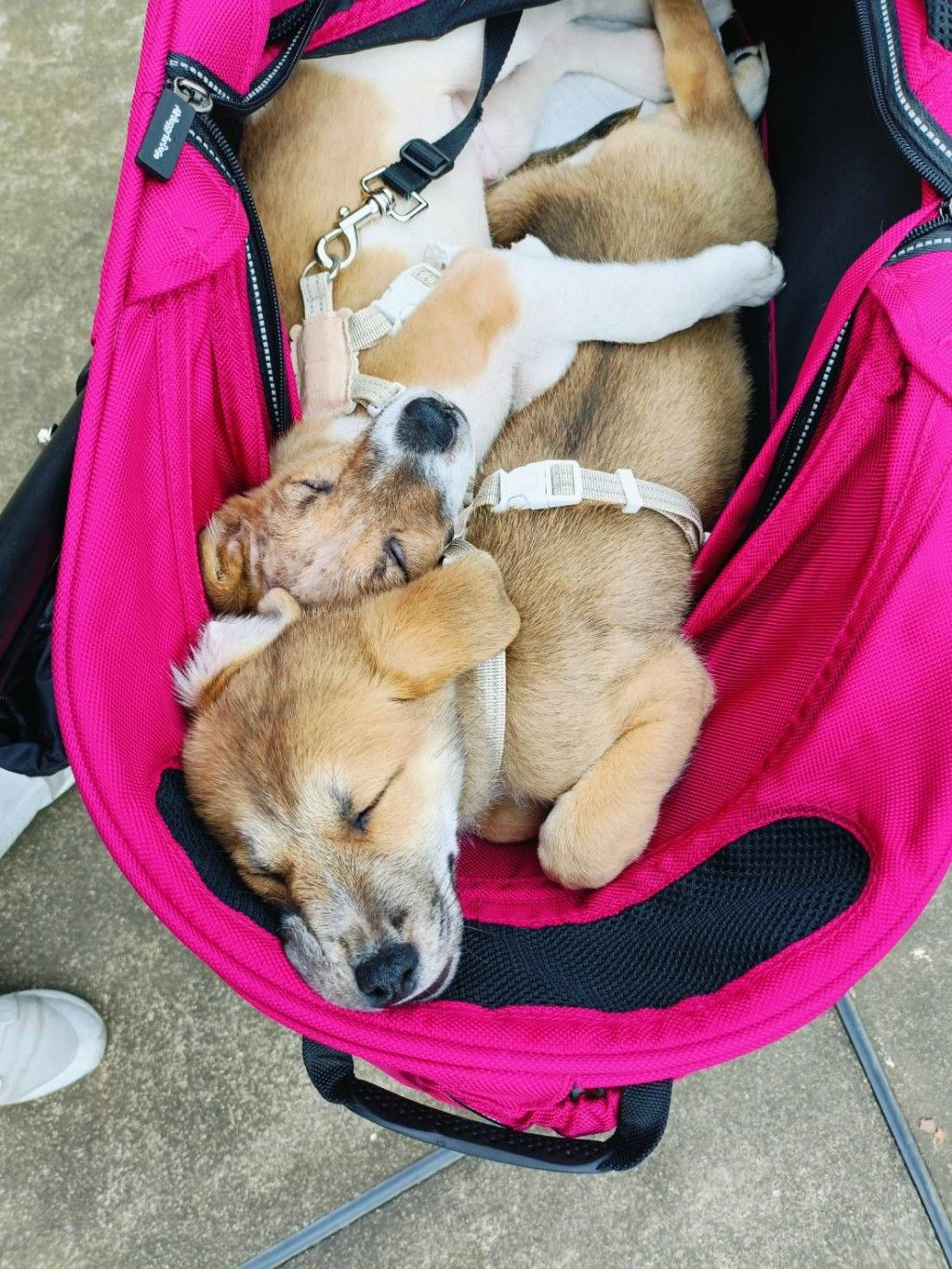 pet-image-8