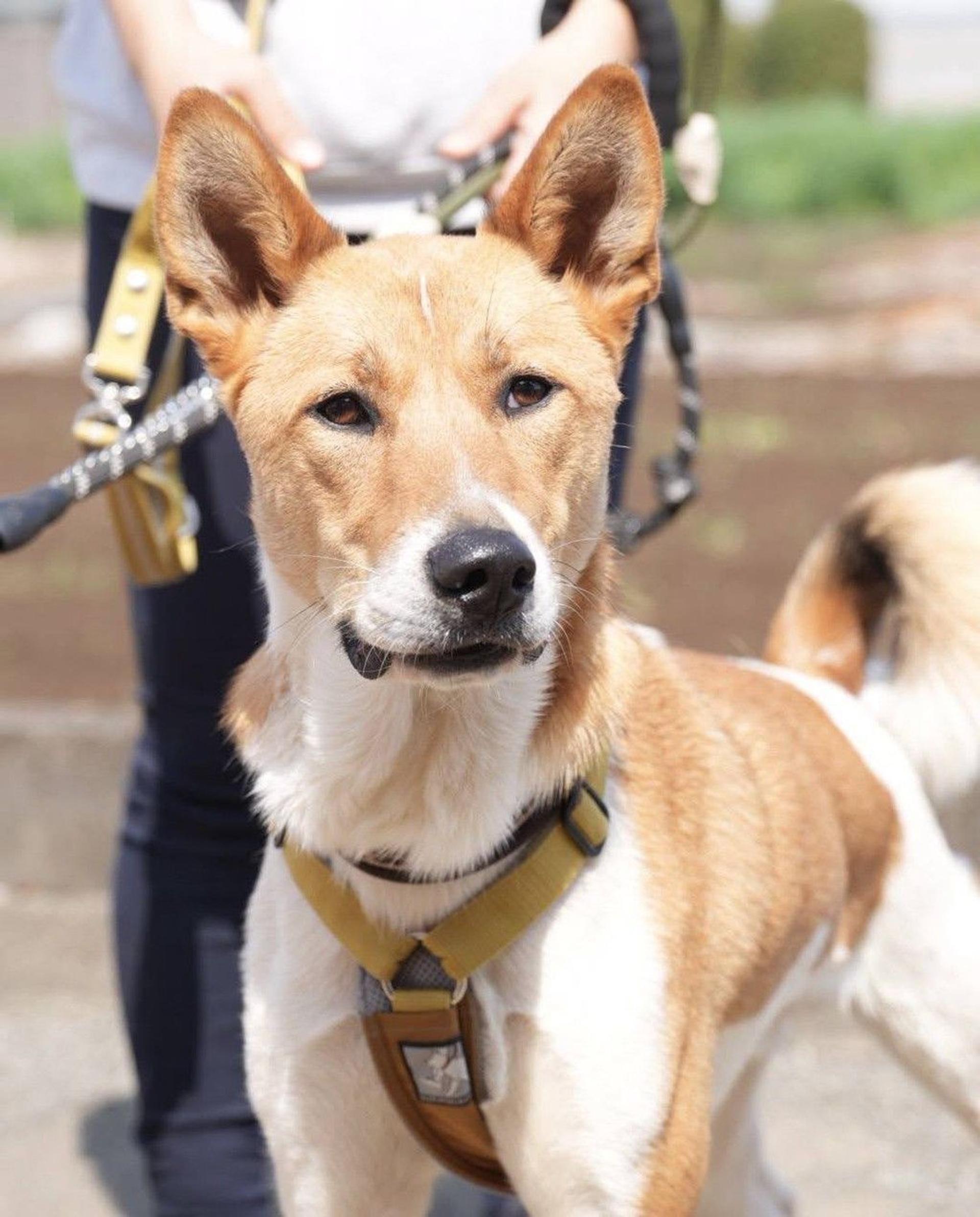 pet-image-3