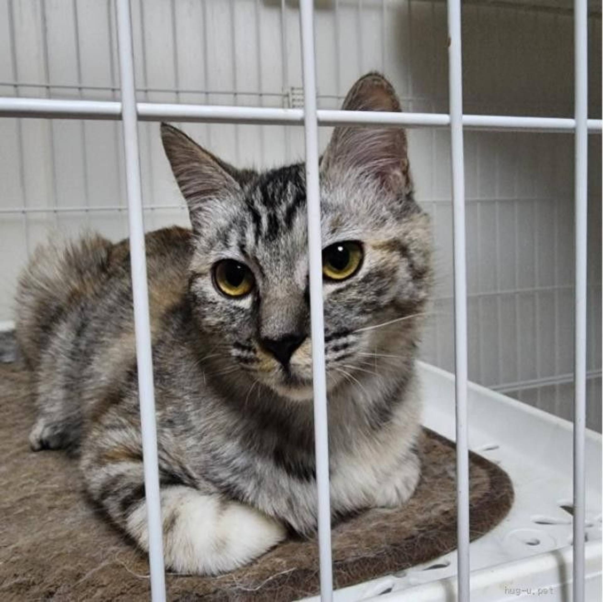 雑種（ミックス猫）・メスの里親募集の写真