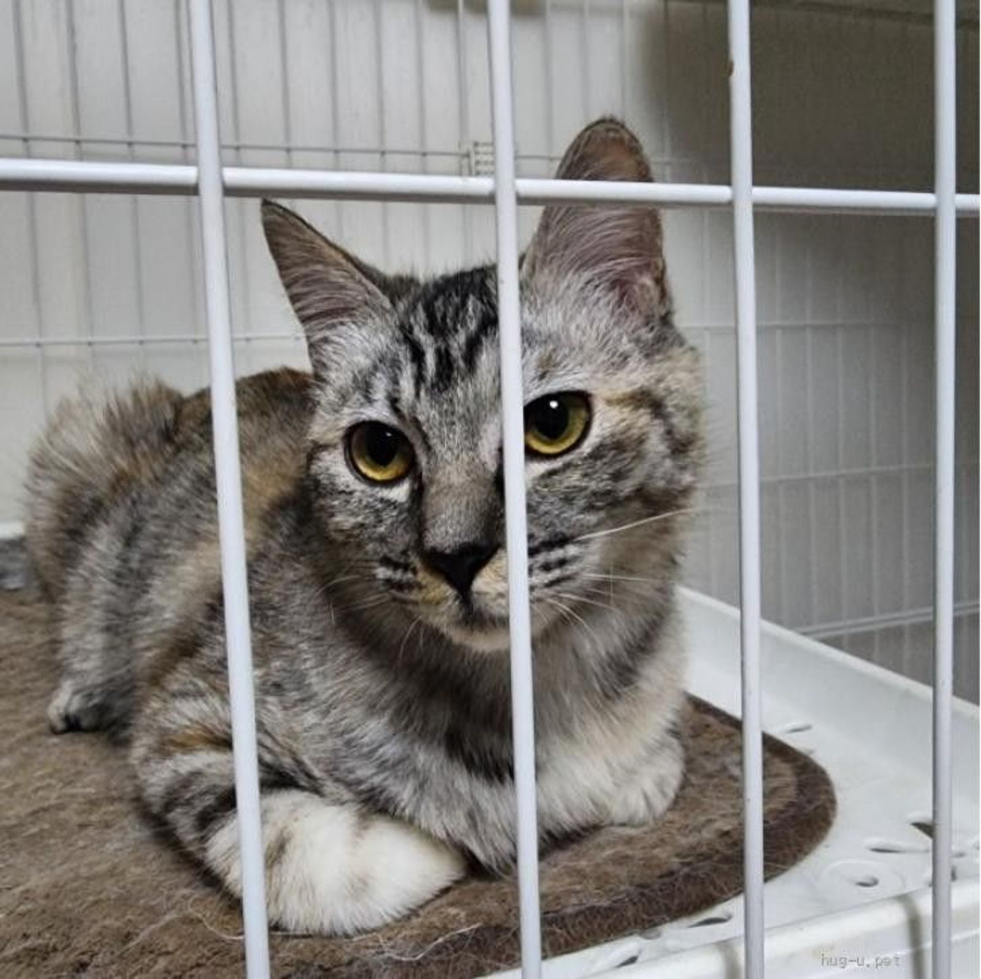 雑種（ミックス猫）・メスの里親募集の写真