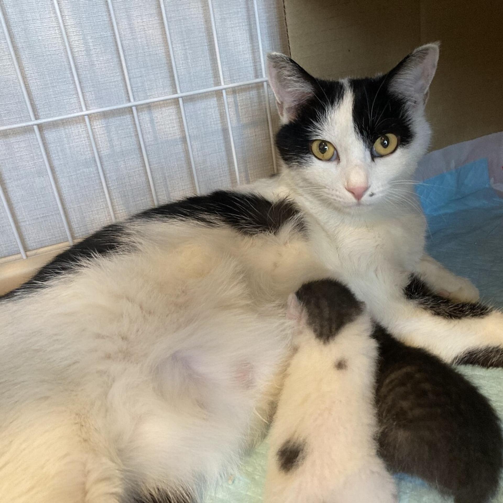 pet-image-9