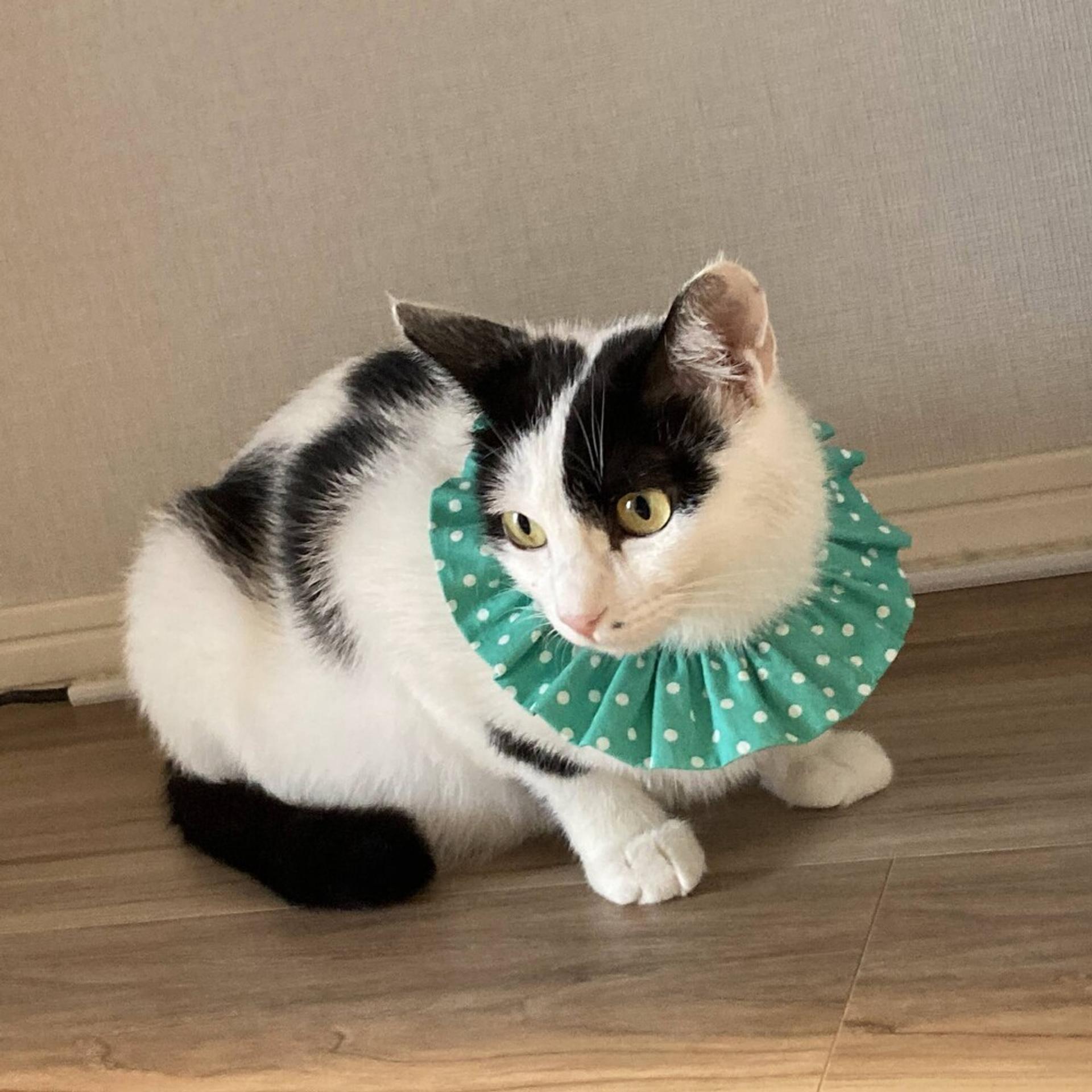 pet-image-3