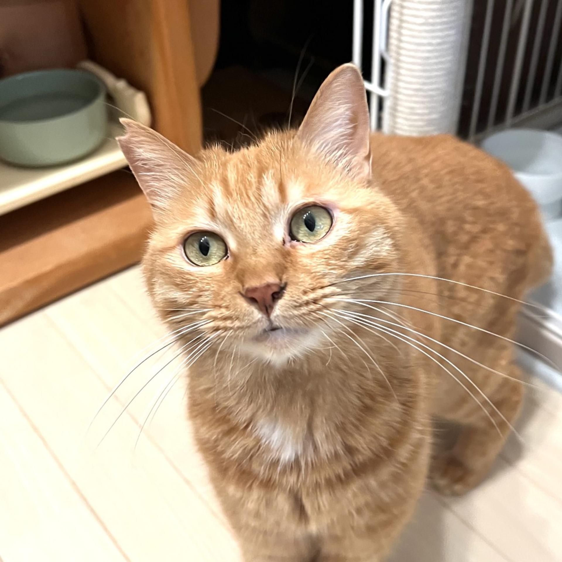 pet-image-2