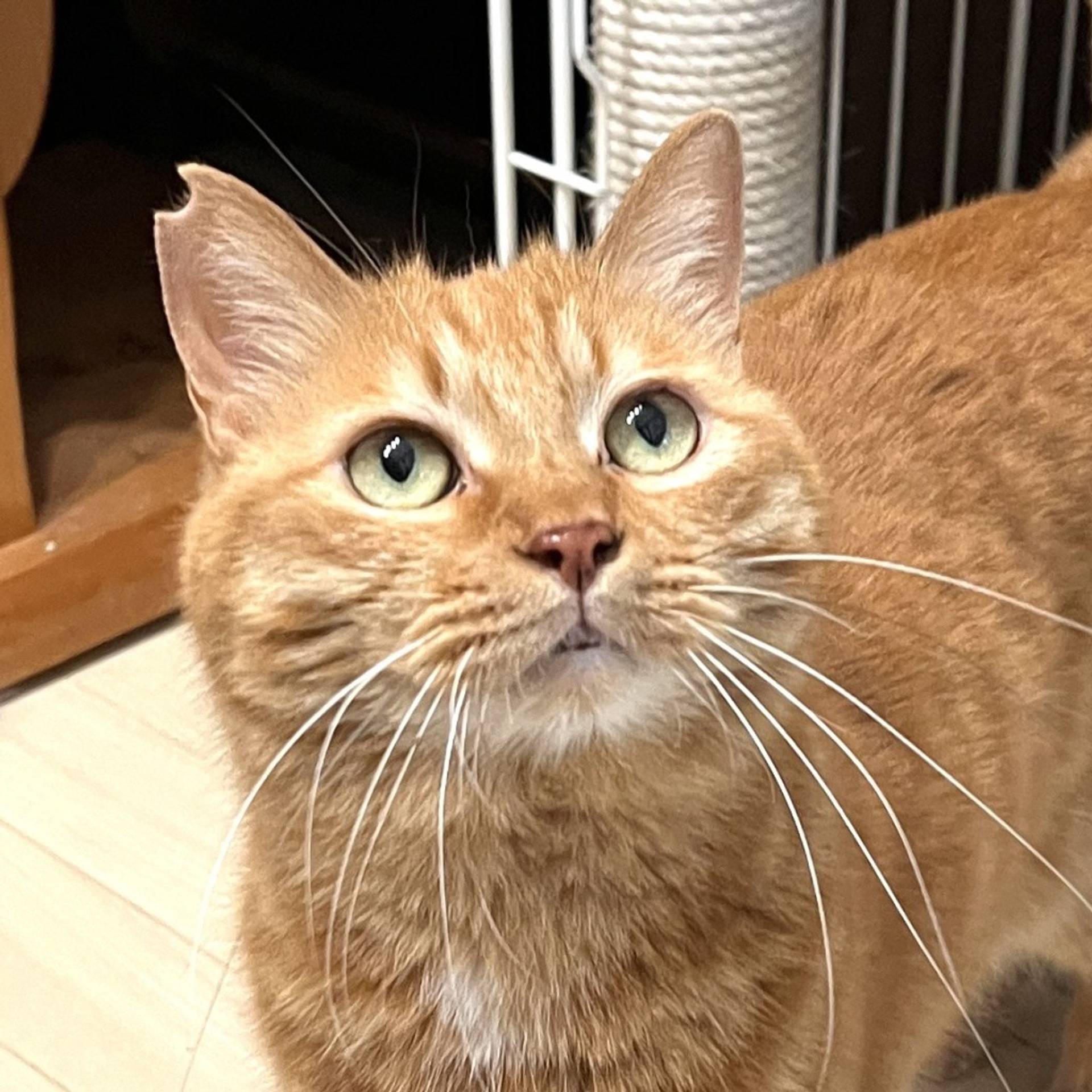 雑種（ミックス猫）・メスの里親募集の写真