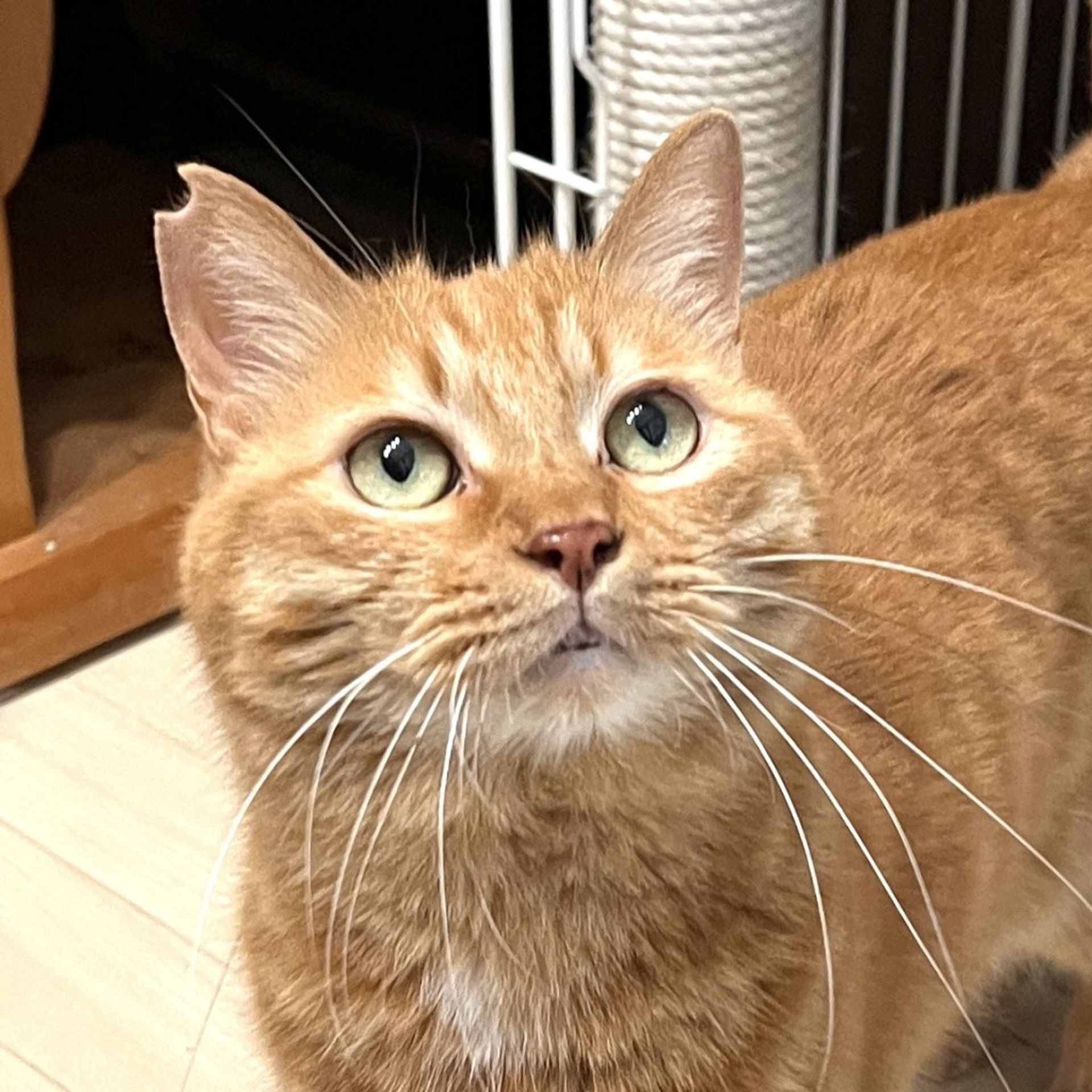 雑種（ミックス猫）・メスの里親募集の写真