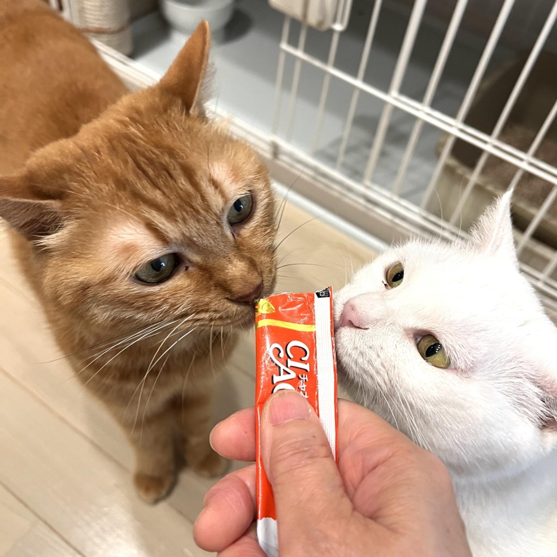 pet-image-8