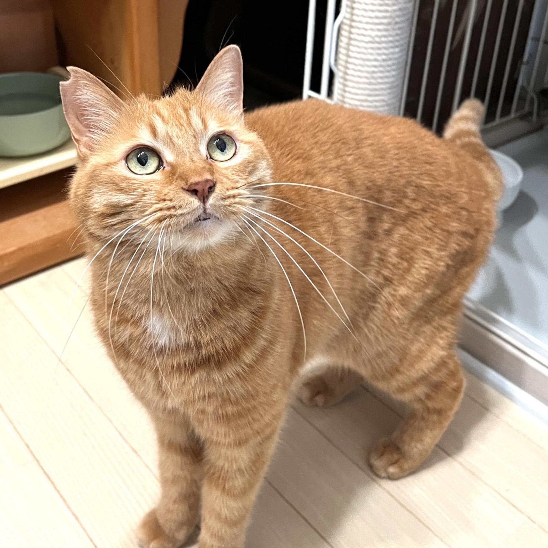 pet-image-6