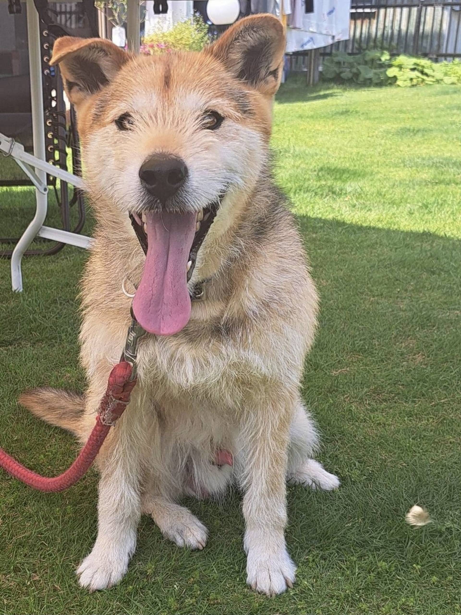 雑種（ミックス犬）・オスの里親募集の写真