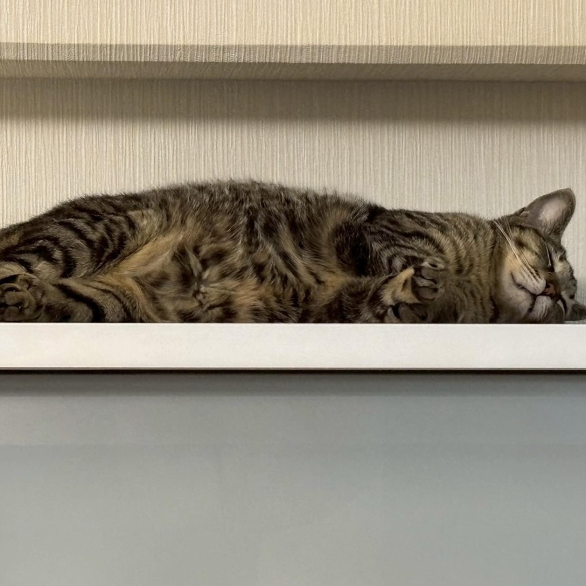 pet-image-4