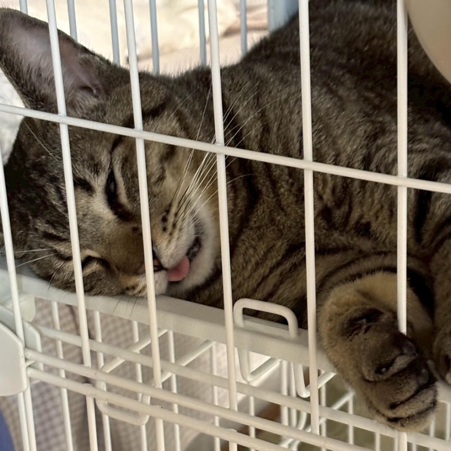 pet-image-5