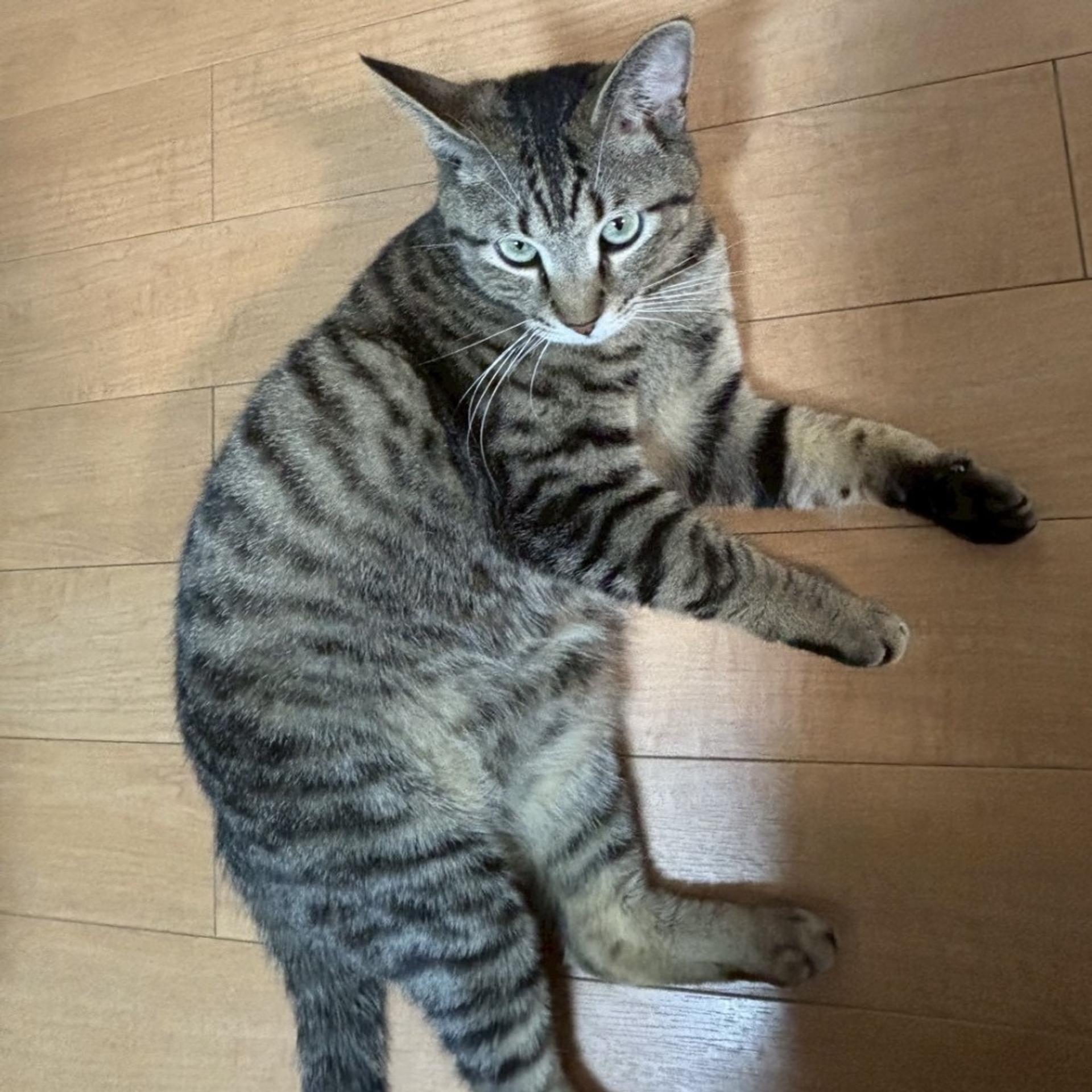 pet-image-6