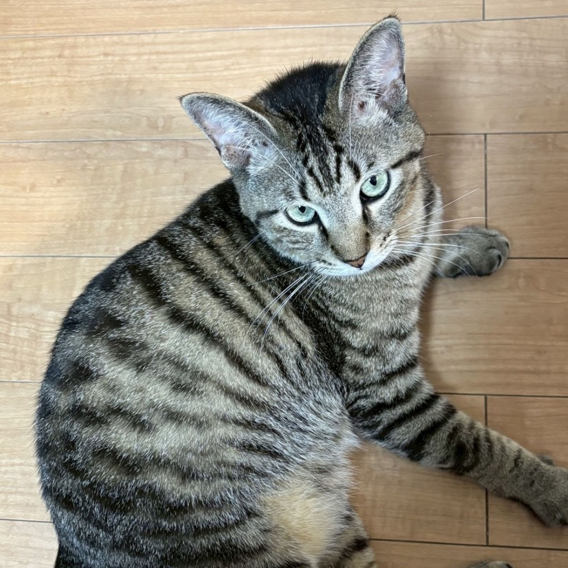 雑種（ミックス猫）・オスの里親募集の写真