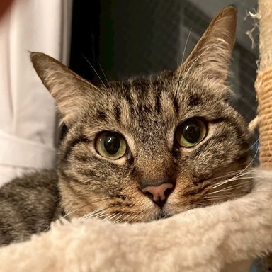 雑種（ミックス猫）・メスの里親募集の写真