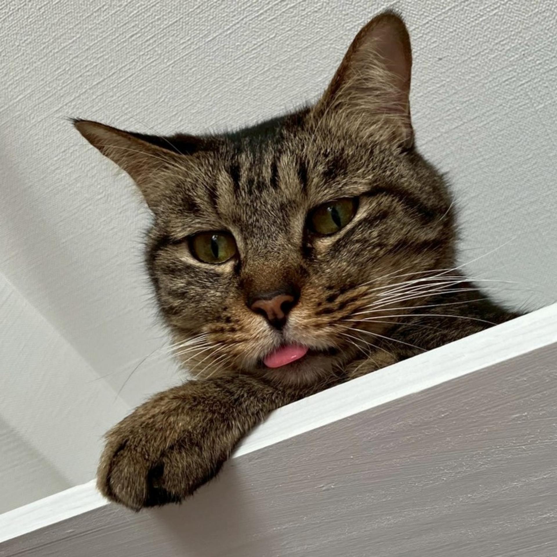 pet-image-2