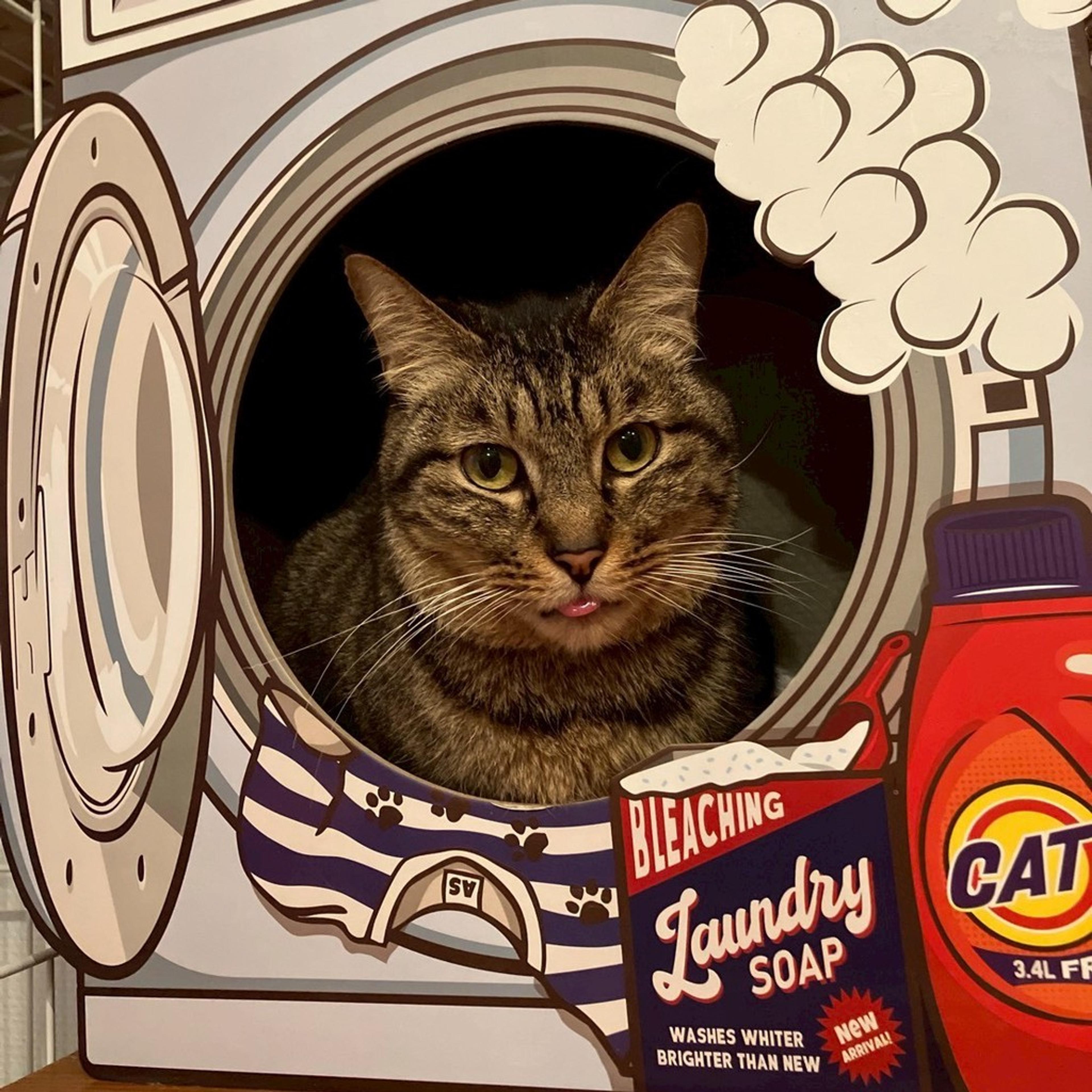 pet-image-7