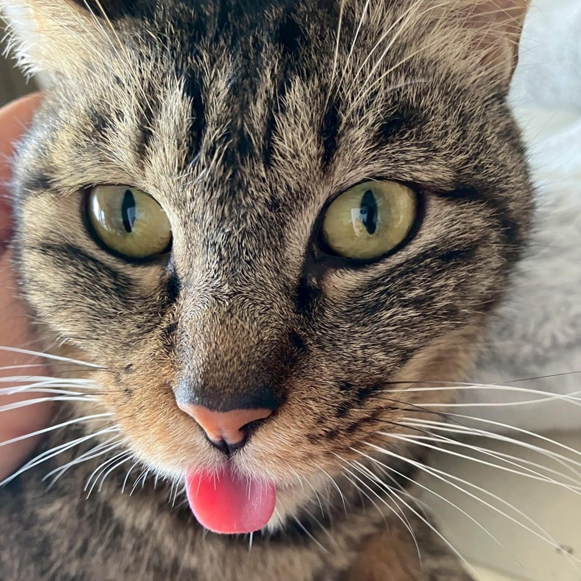 pet-image-8