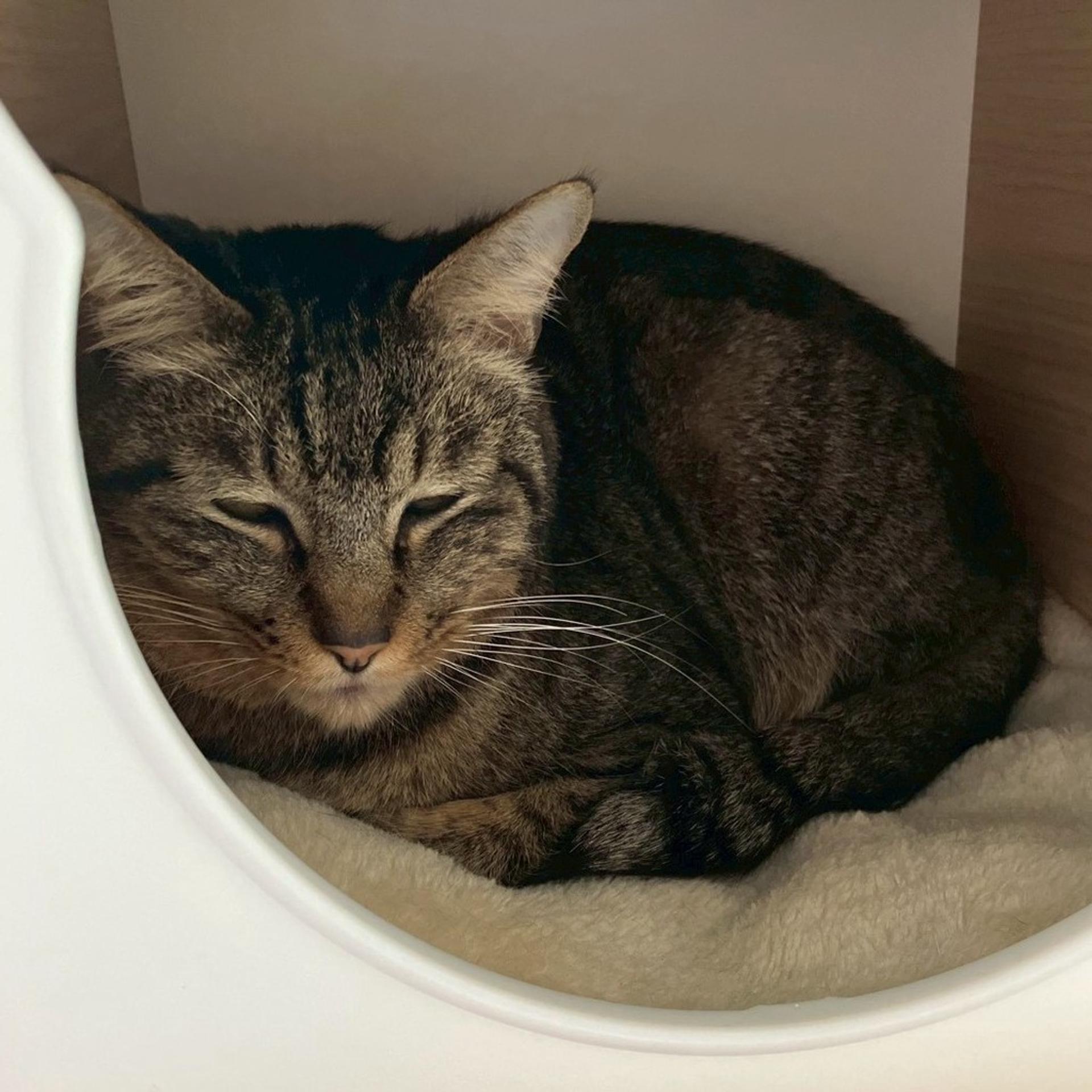 pet-image-9