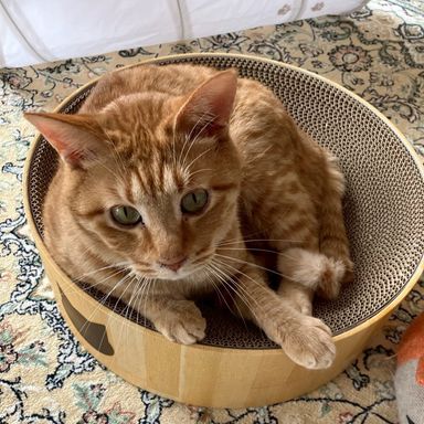 雑種（ミックス猫）・オスの里親募集の写真