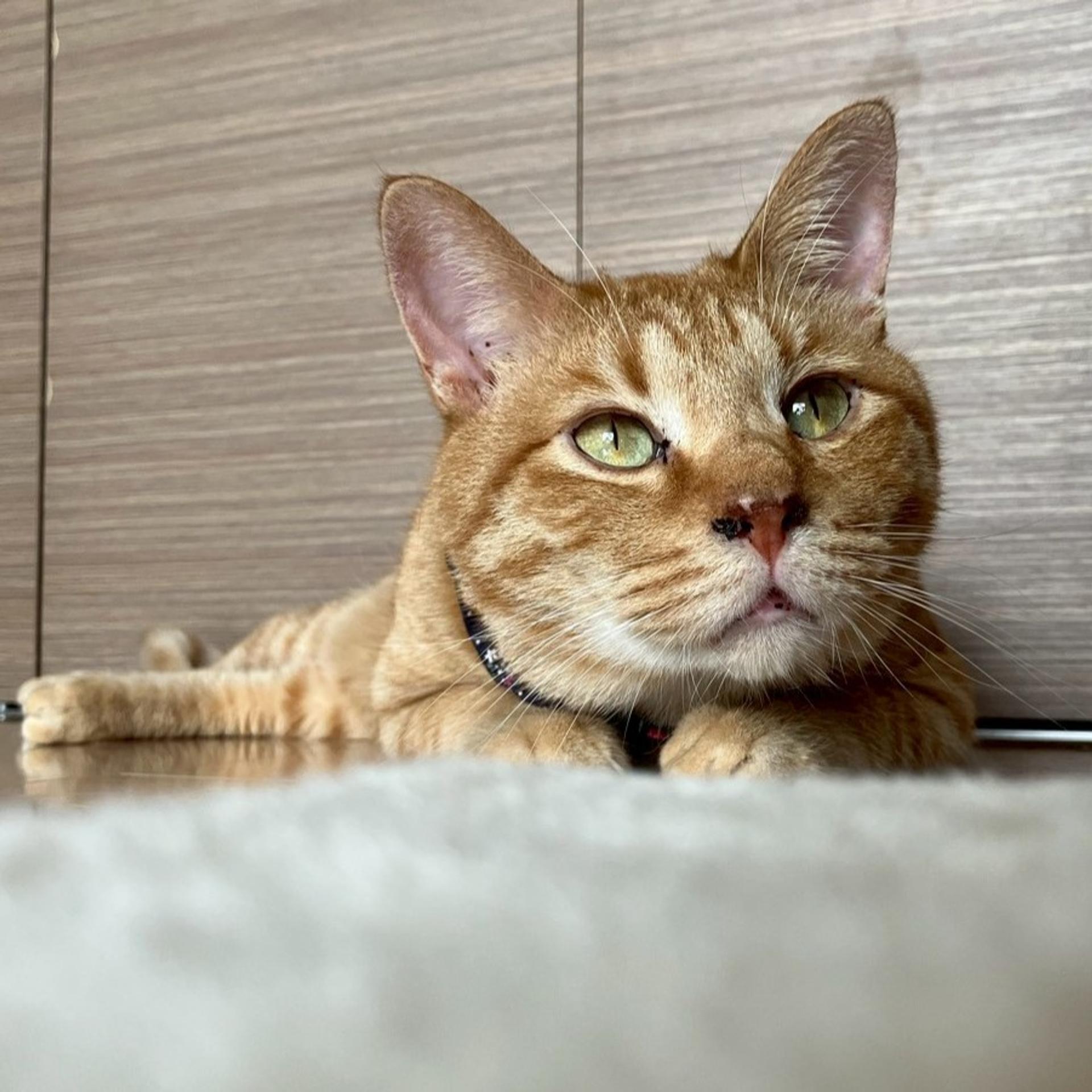 pet-image-4