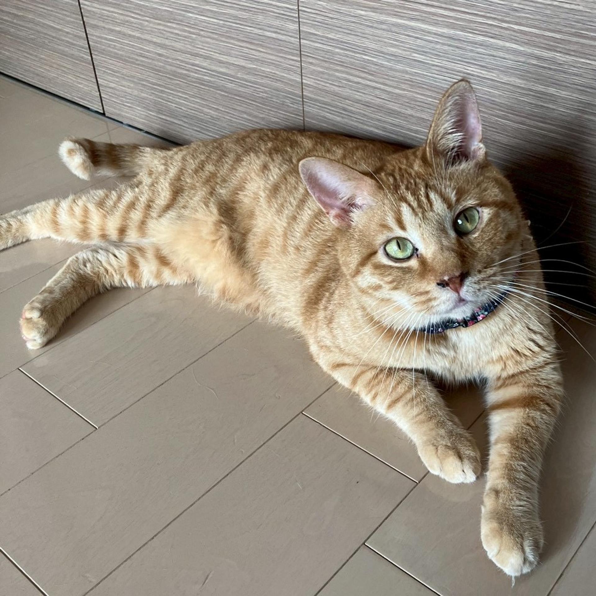 pet-image-5