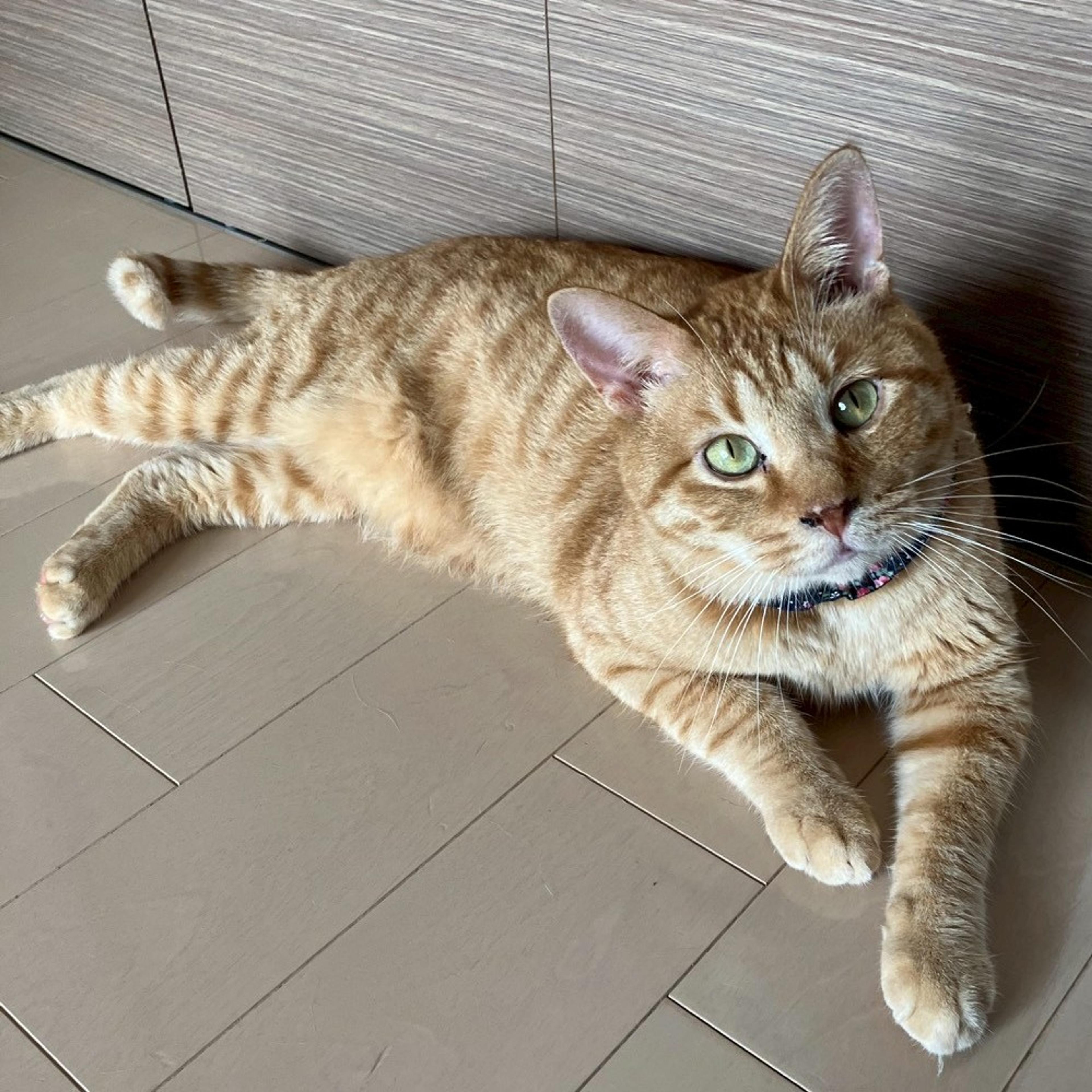 pet-image-5