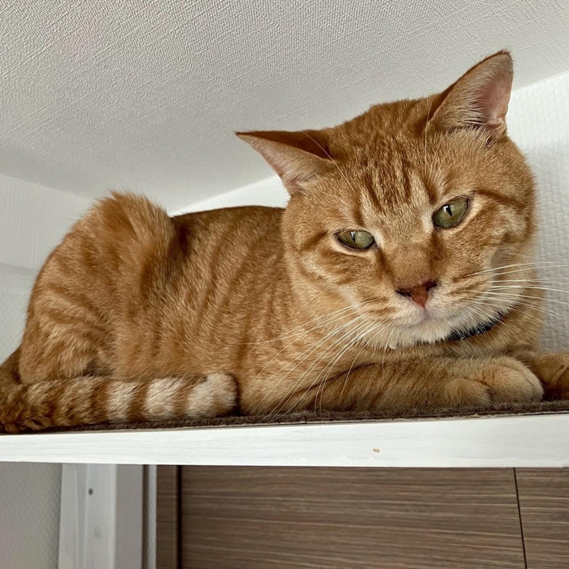 pet-image-6
