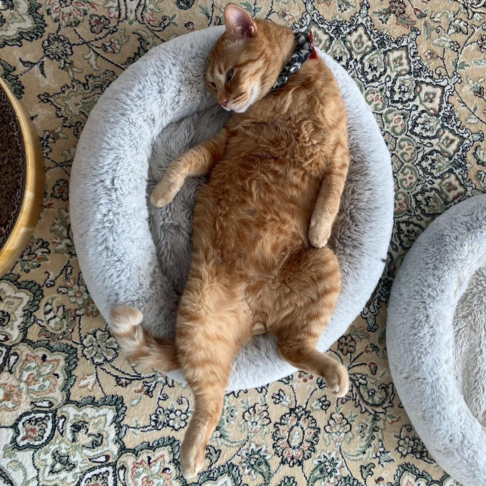 pet-image-7