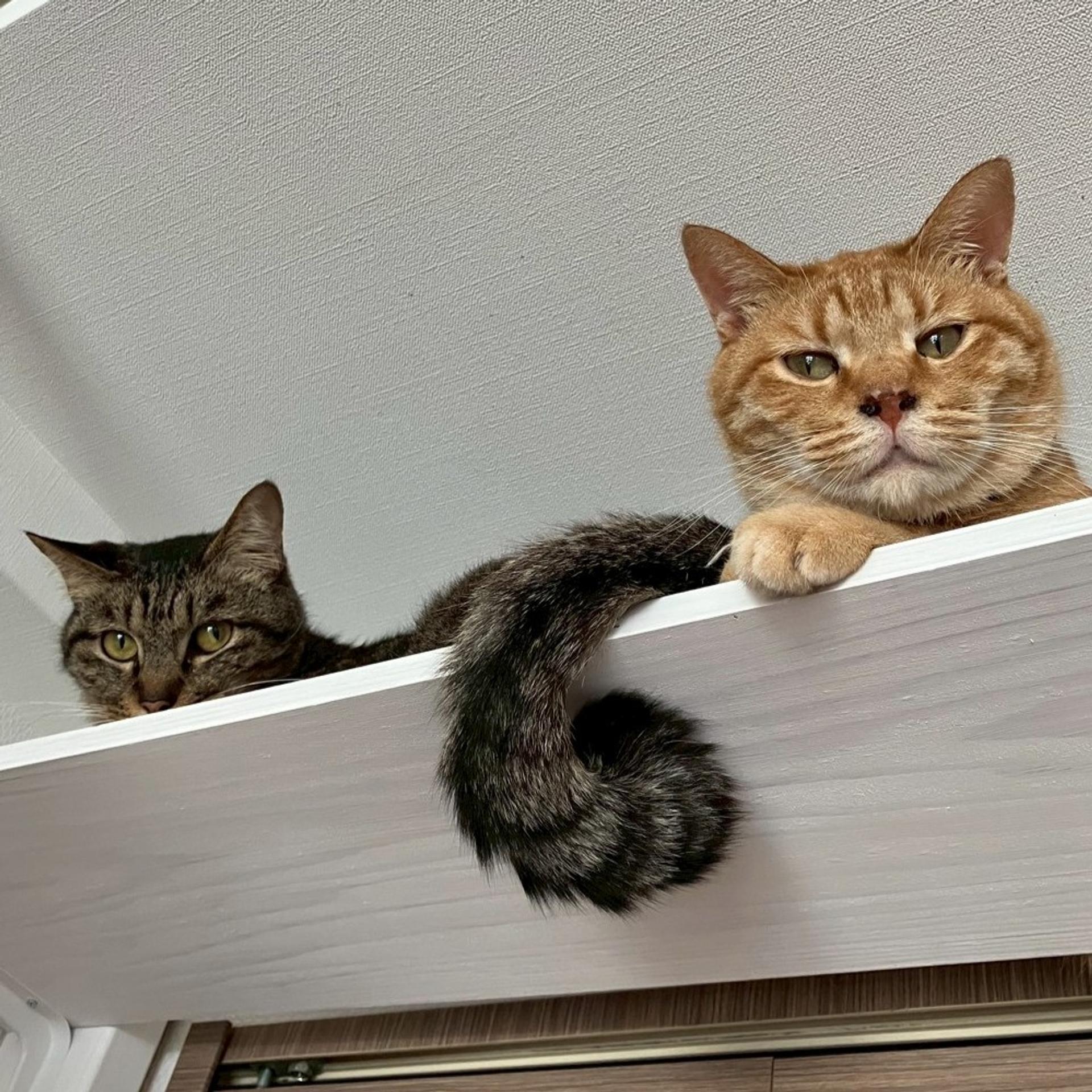 pet-image-9