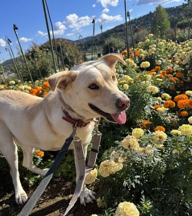 雑種（ミックス犬）・メスの里親募集の写真
