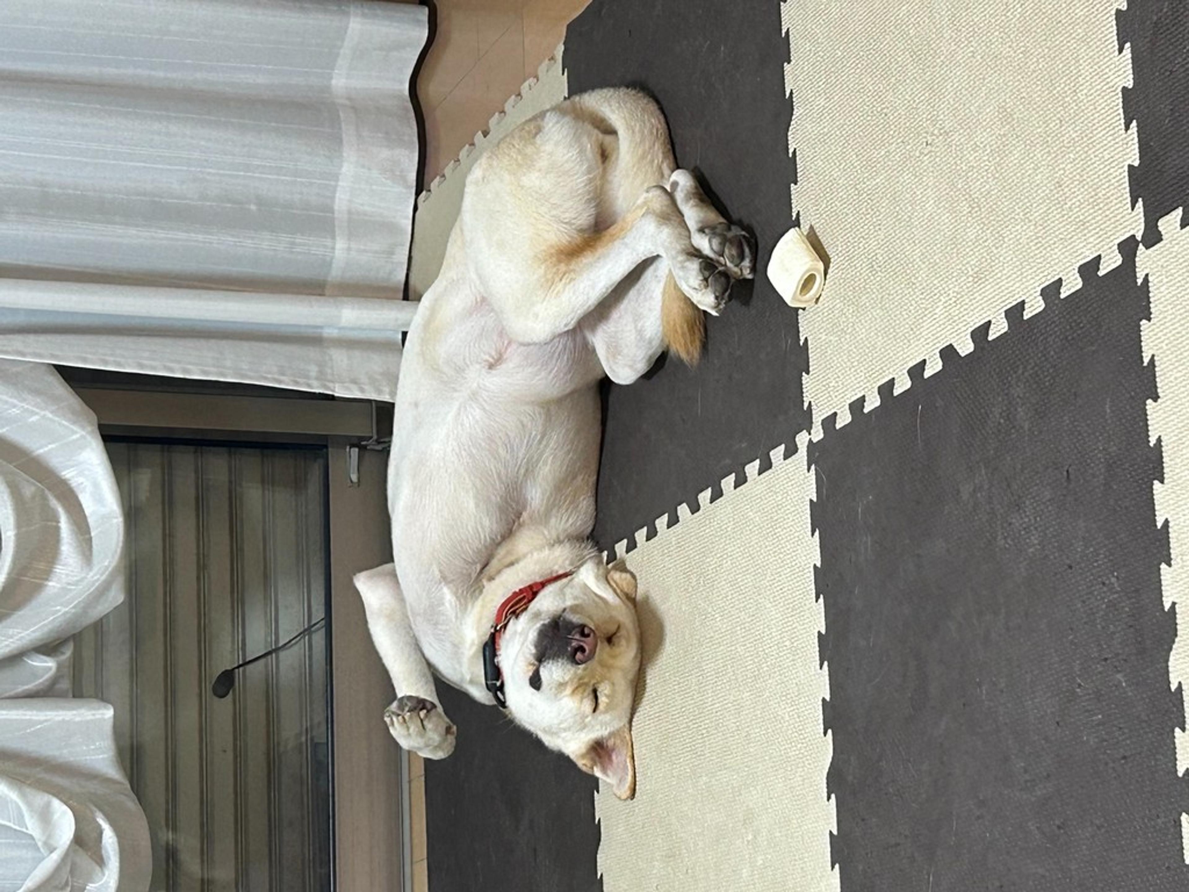 pet-image-5