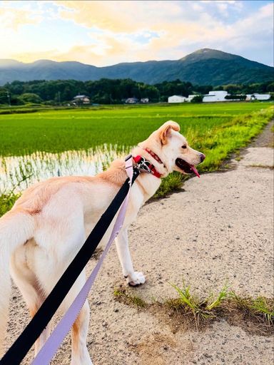 まりあ(お見合い予約は事前にご連絡お願いします)