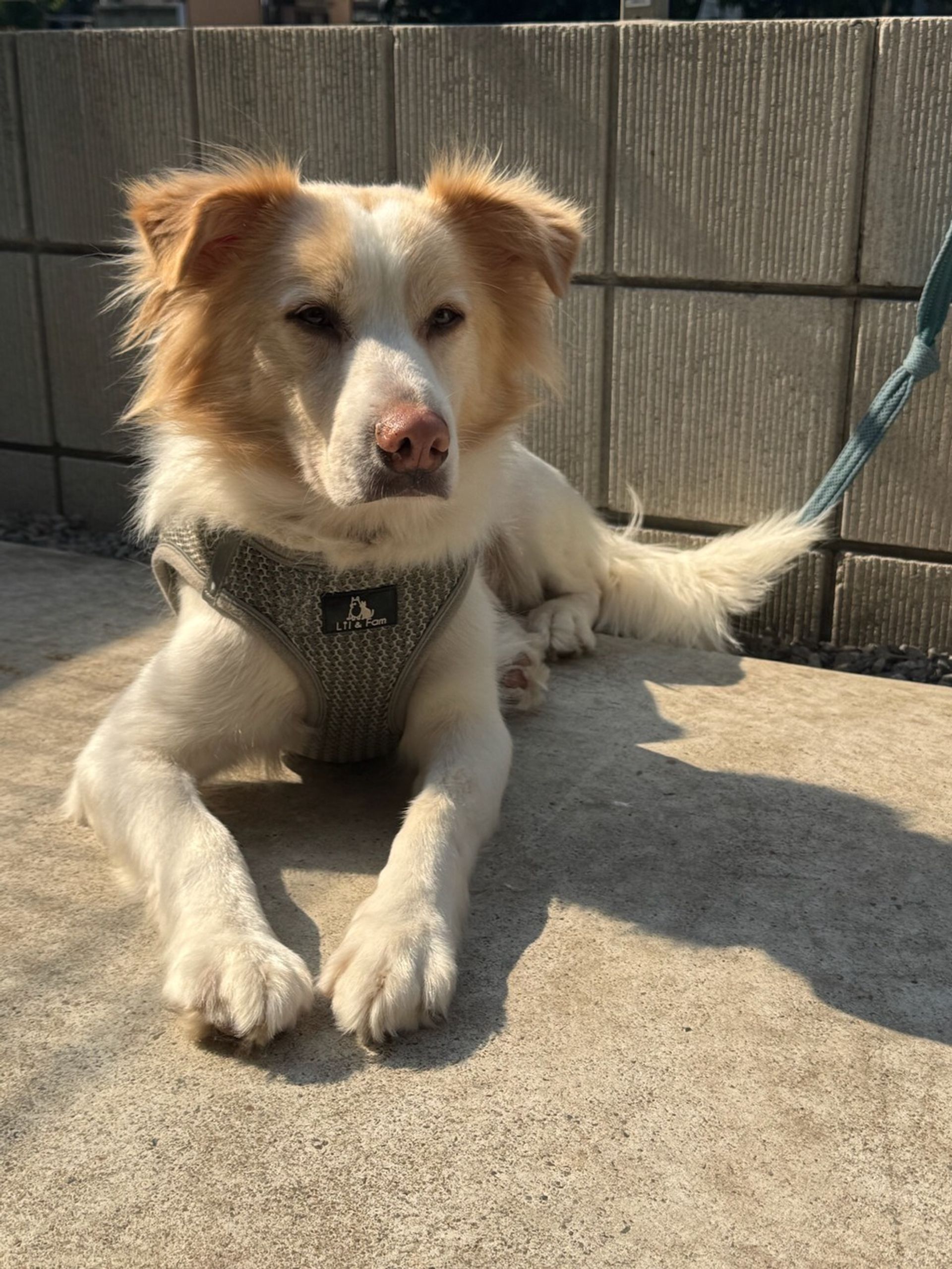 雑種（ミックス犬）・オスの里親募集の写真
