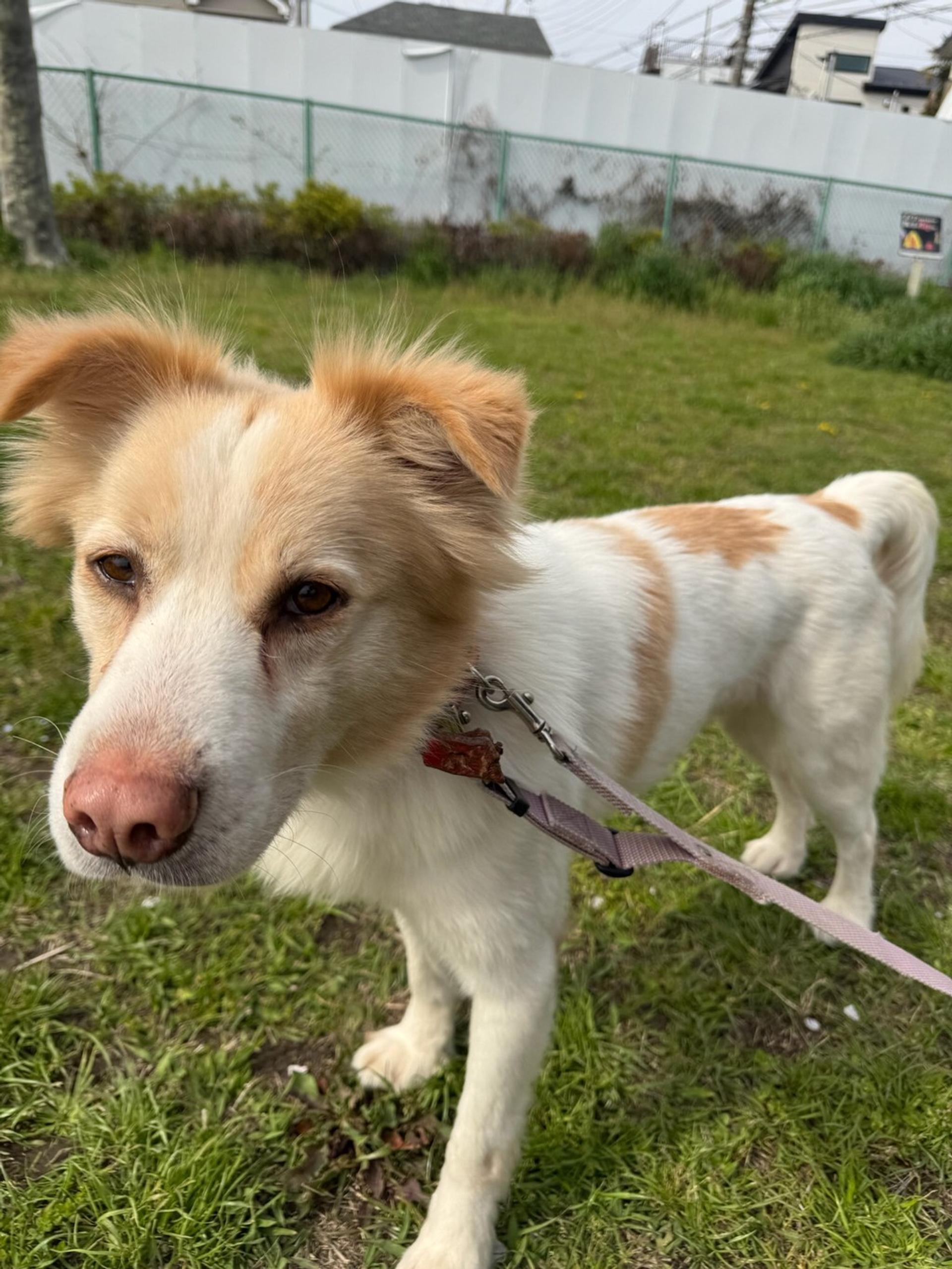 pet-image-3