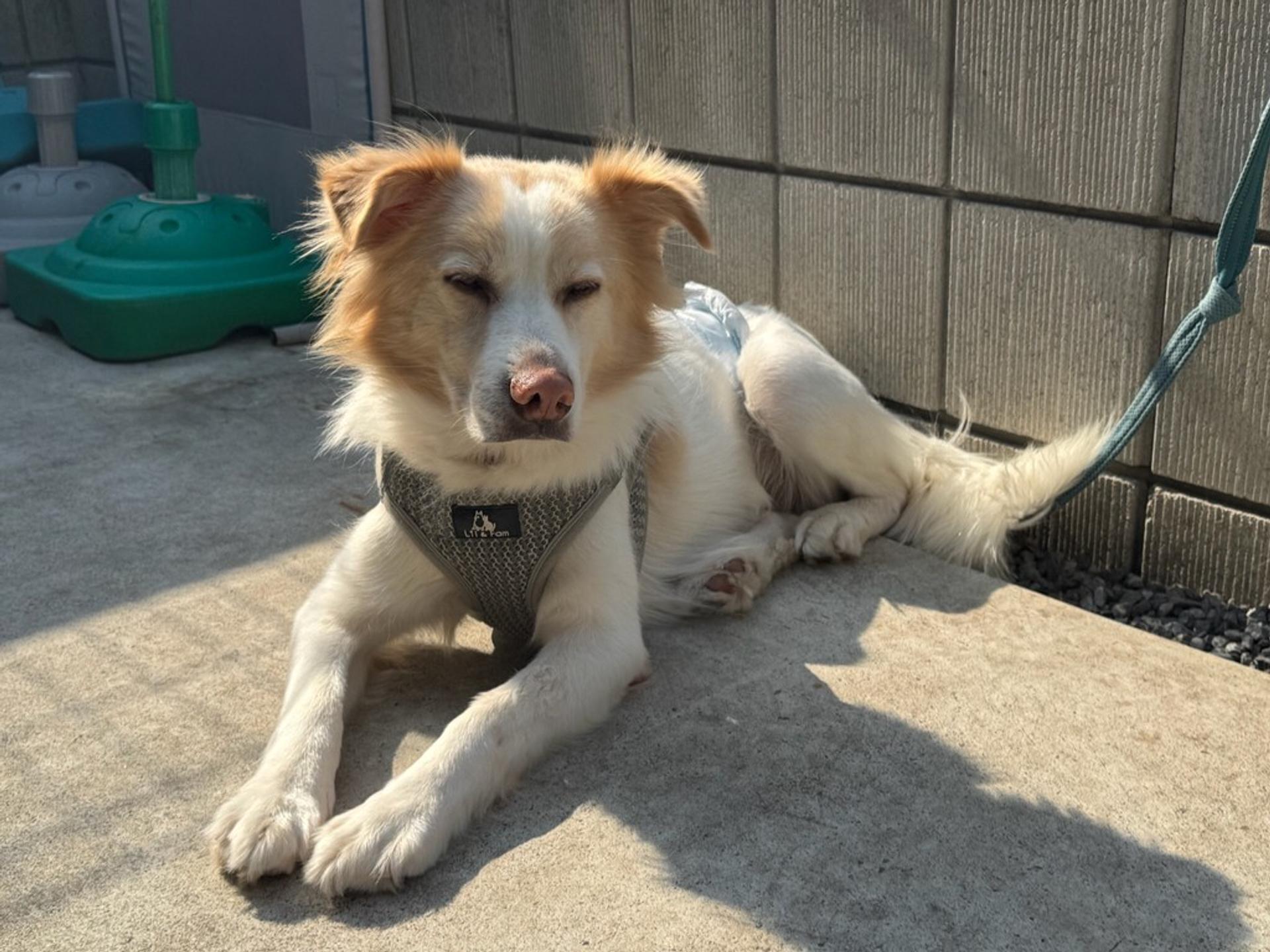 pet-image-2