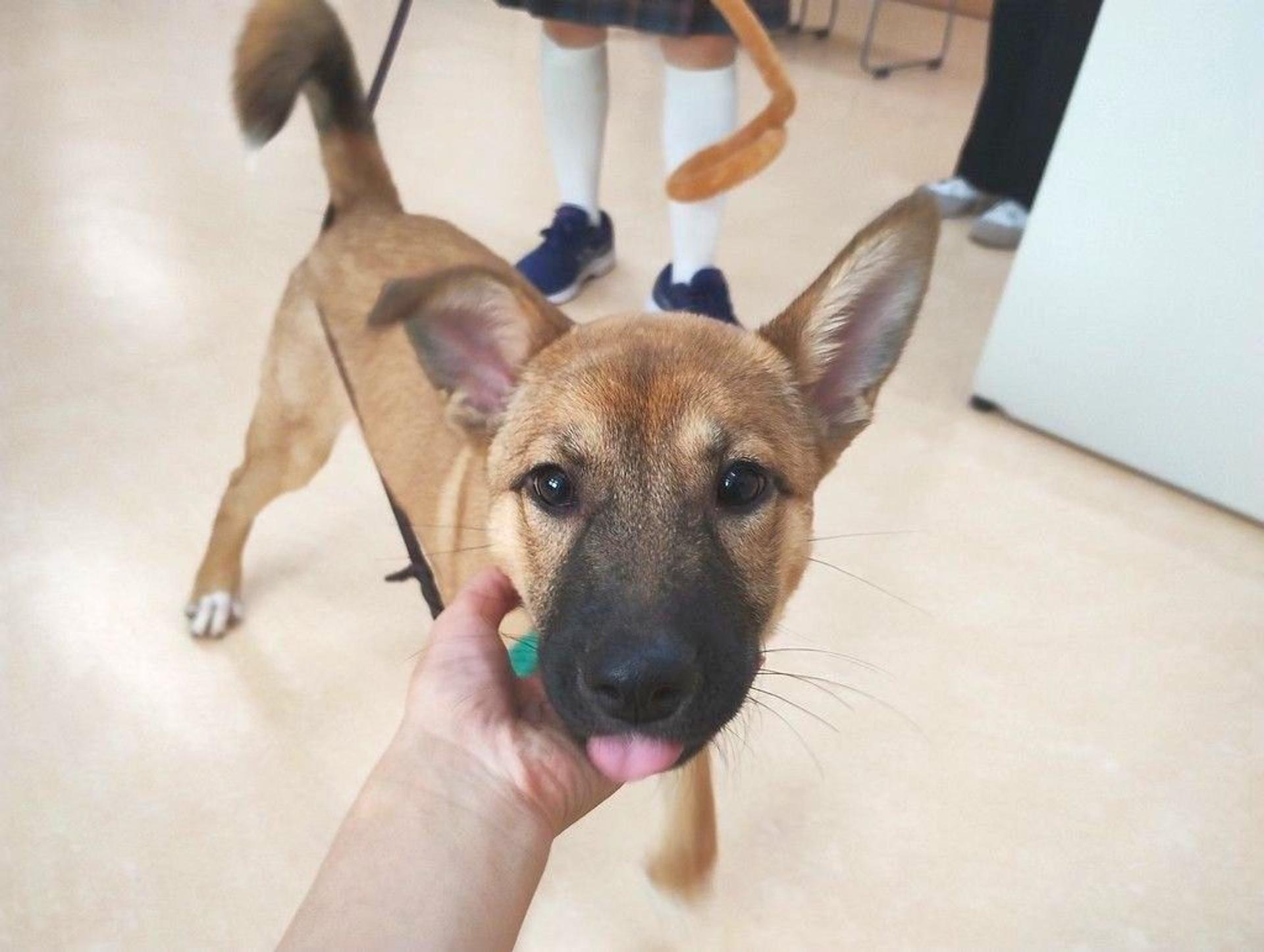pet-image-4