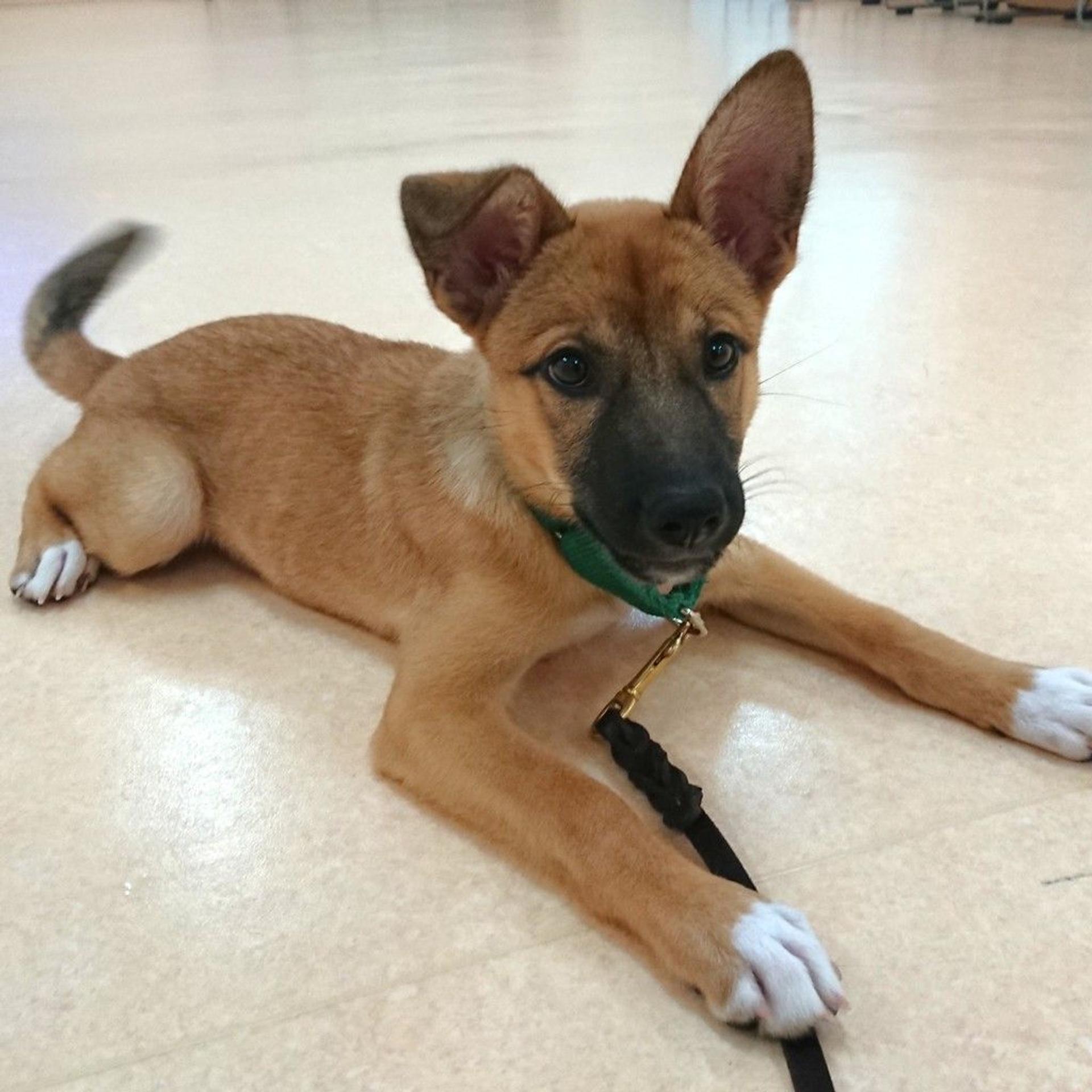 pet-image-2